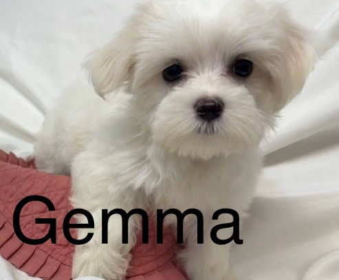 Gemma – Maltese