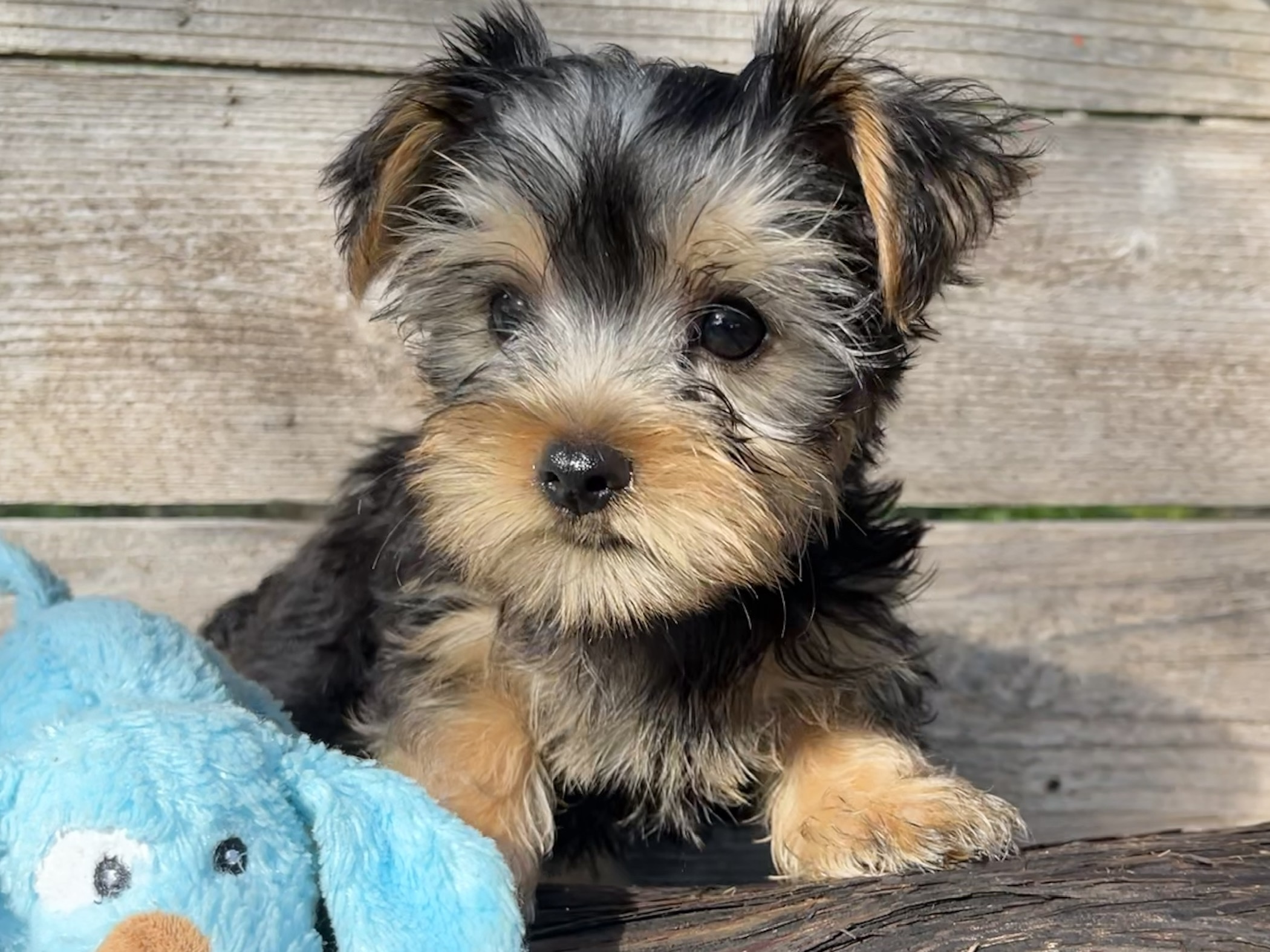 Max – Yorkie