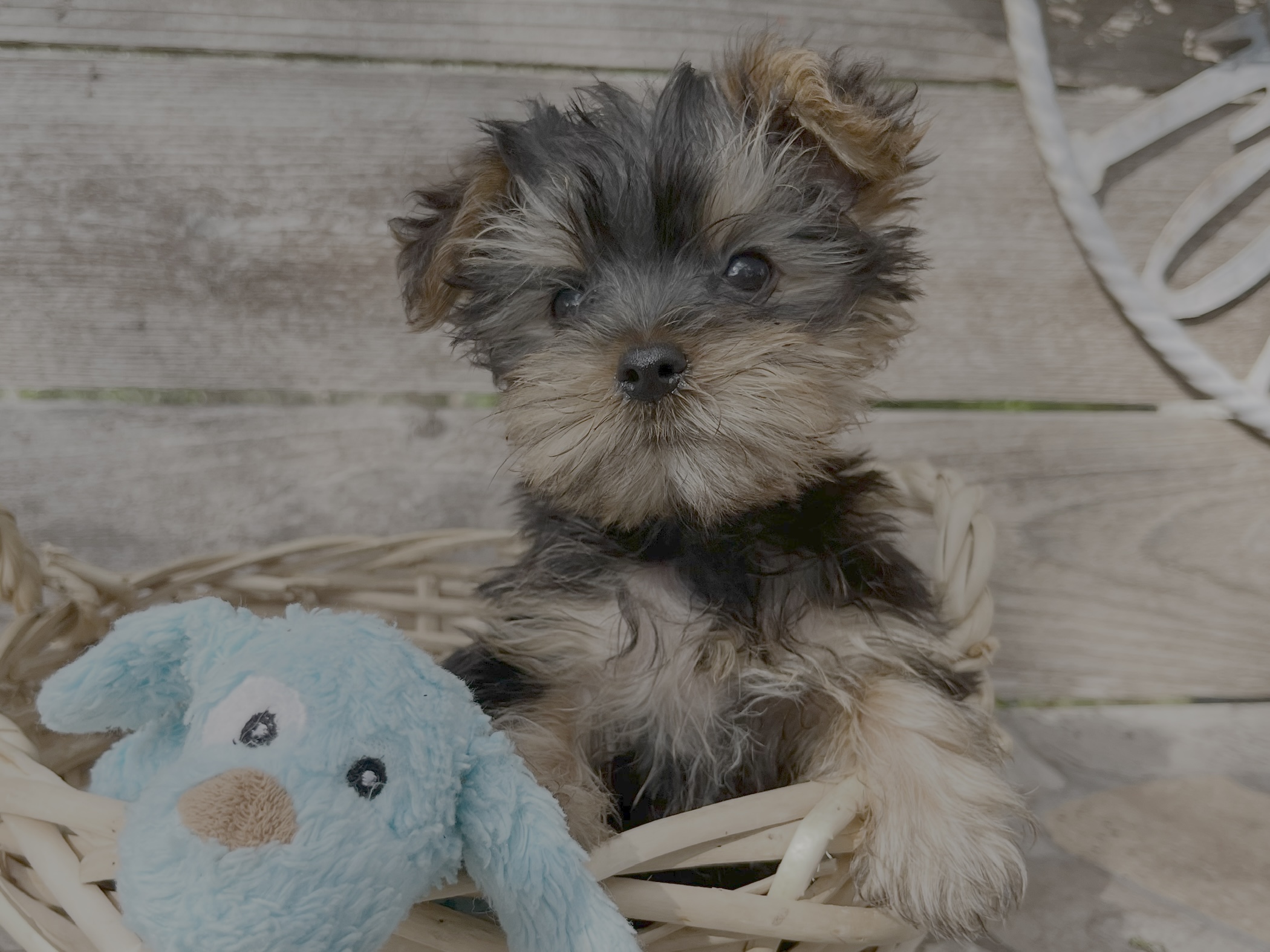 Freddy – Yorkie