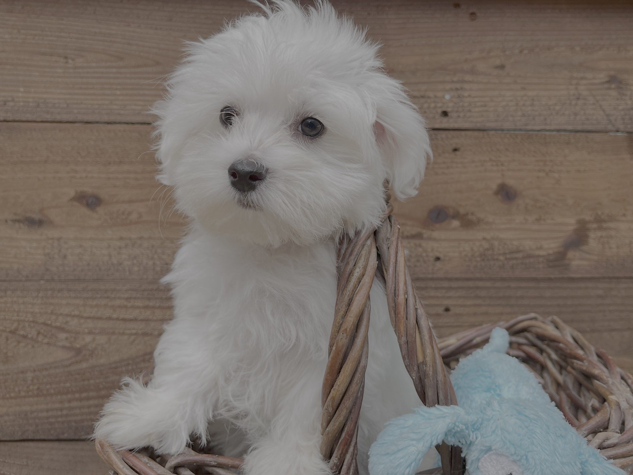 Beau – Maltese