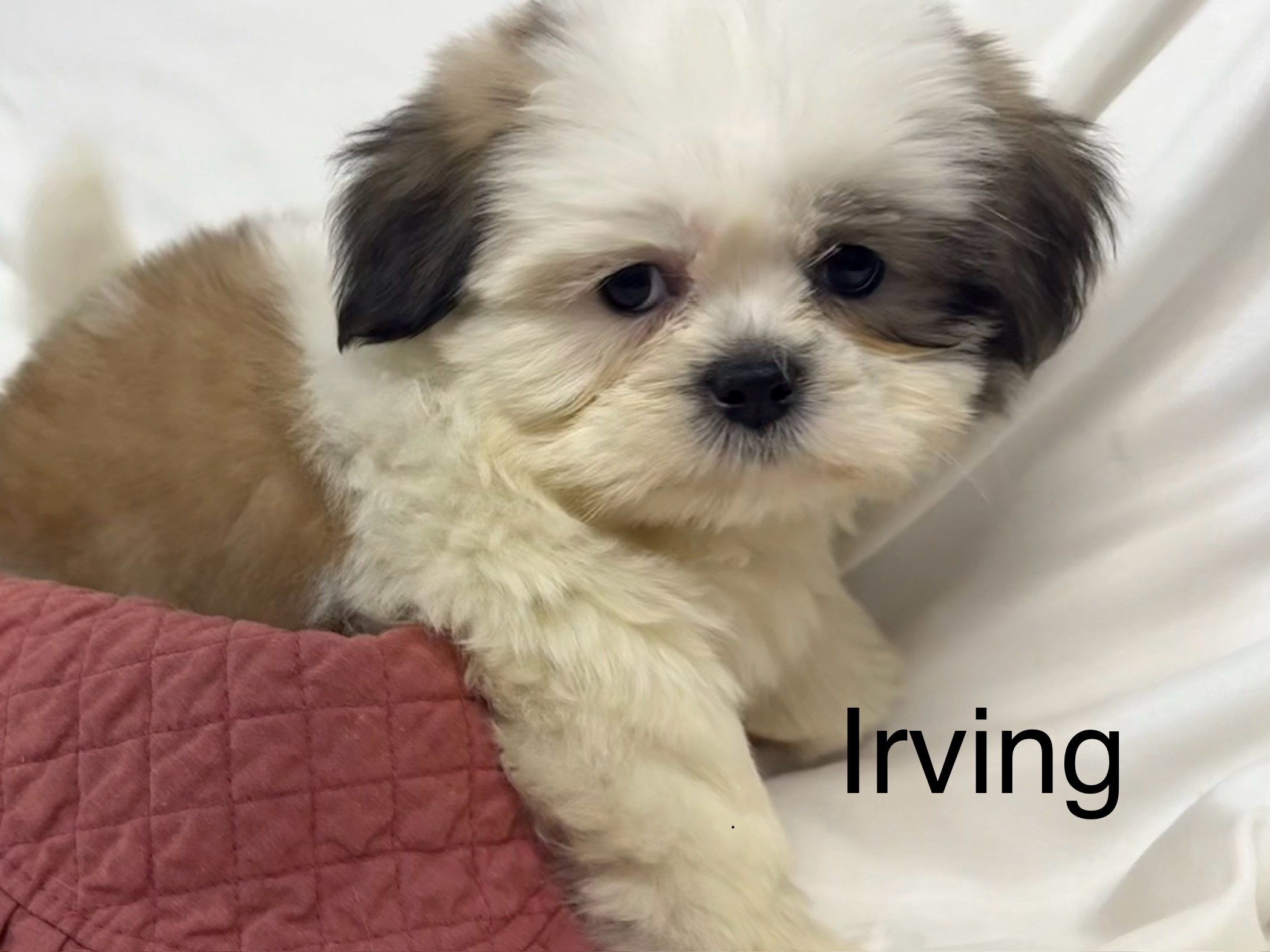 Irving- Shih Tzu