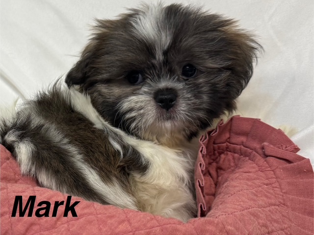 Mark- Shih Tzu
