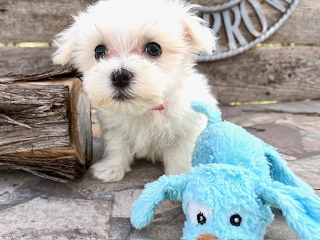 Noodles – Maltese