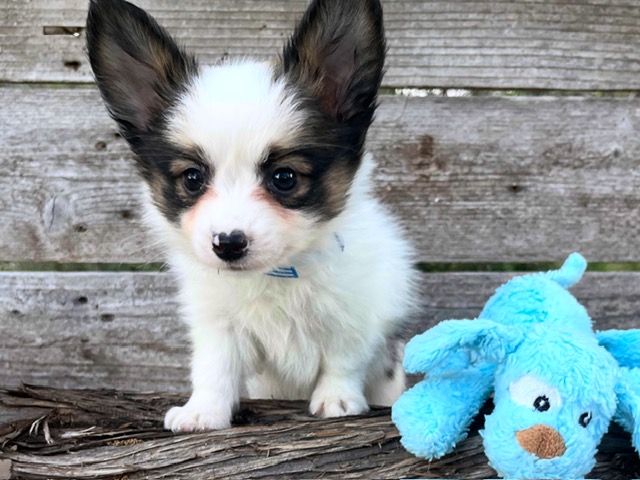 Pierre- Papillon