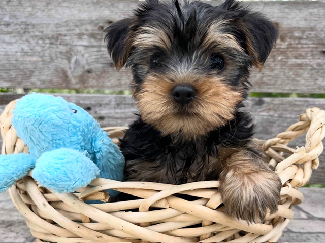 Charlie – Yorkie