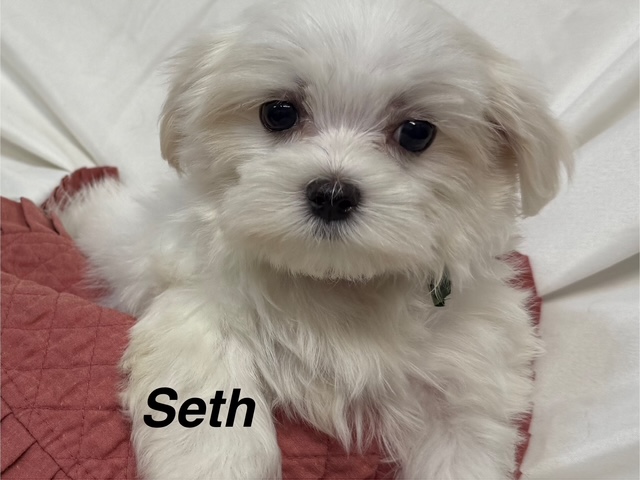 Seth – Maltese