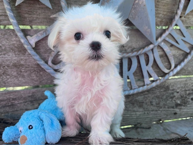 Wally – Maltese
