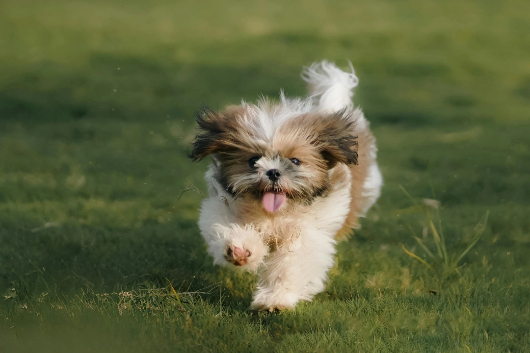 Your Top Source for Shih Tzu Puppies in Dallas–Fort Worth