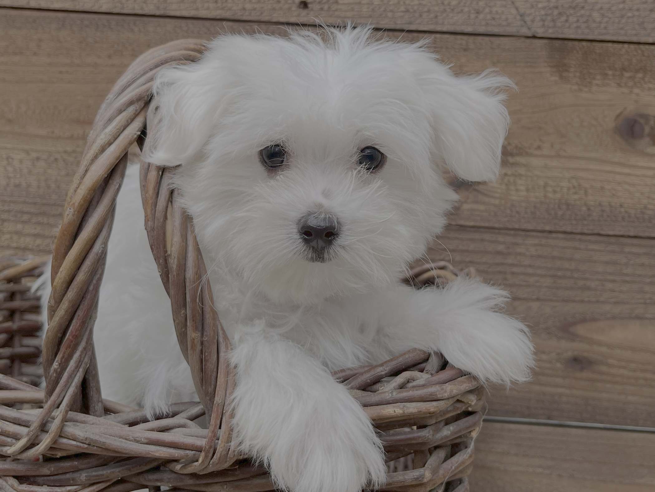 Freckles – Maltese