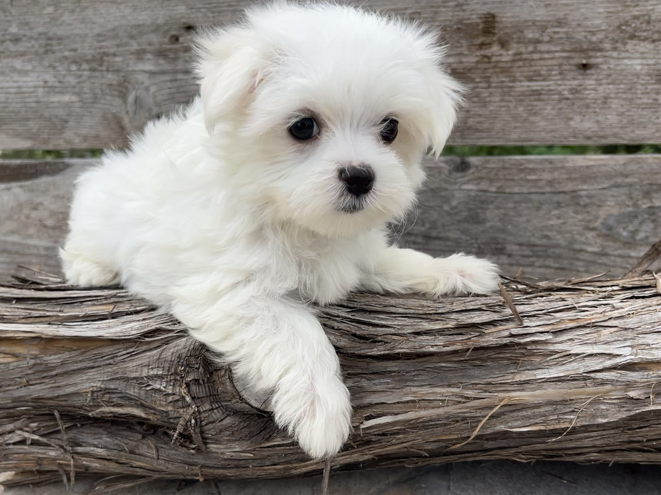 Pixie – Maltese