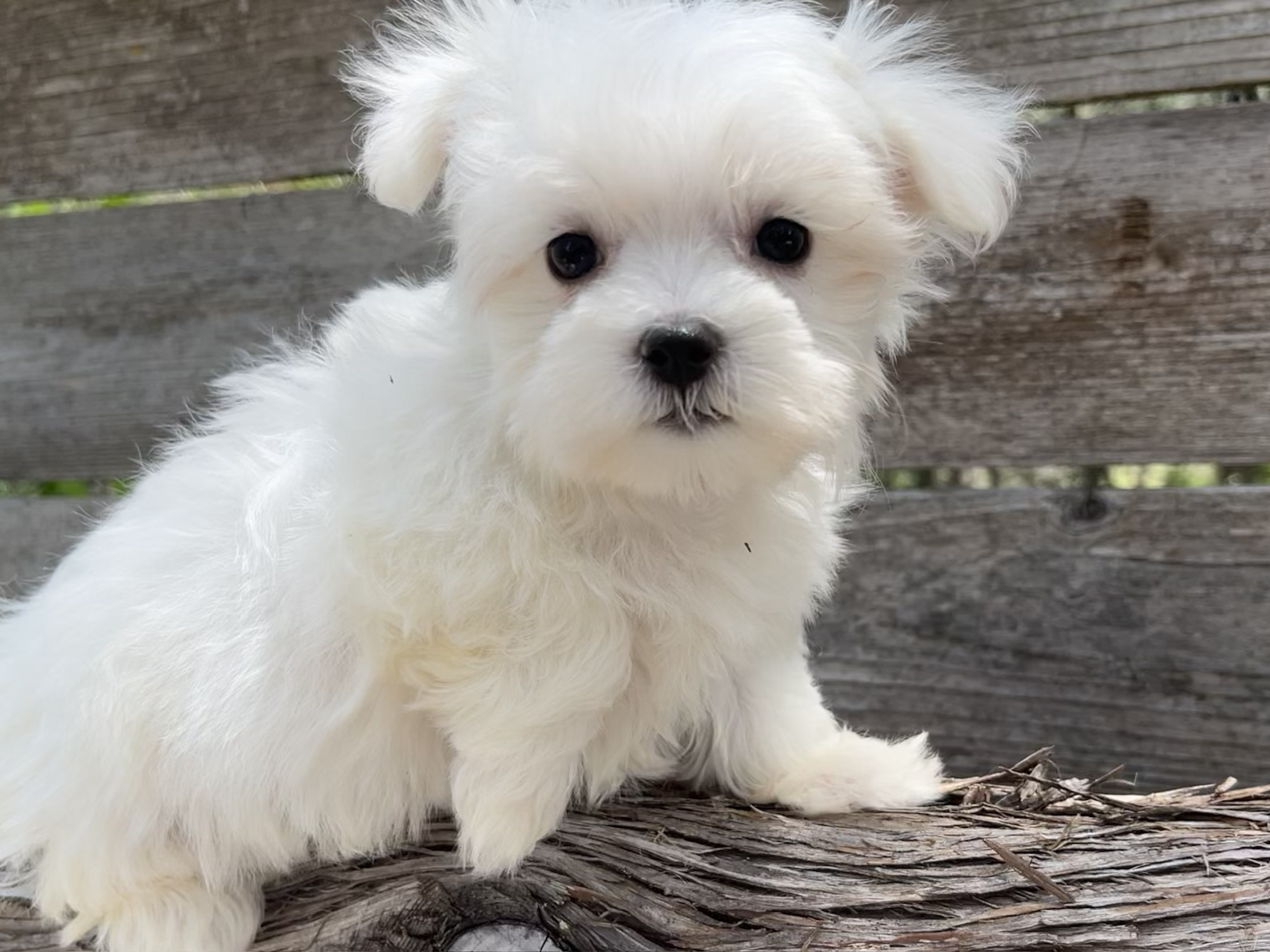 Ziggy – Maltese