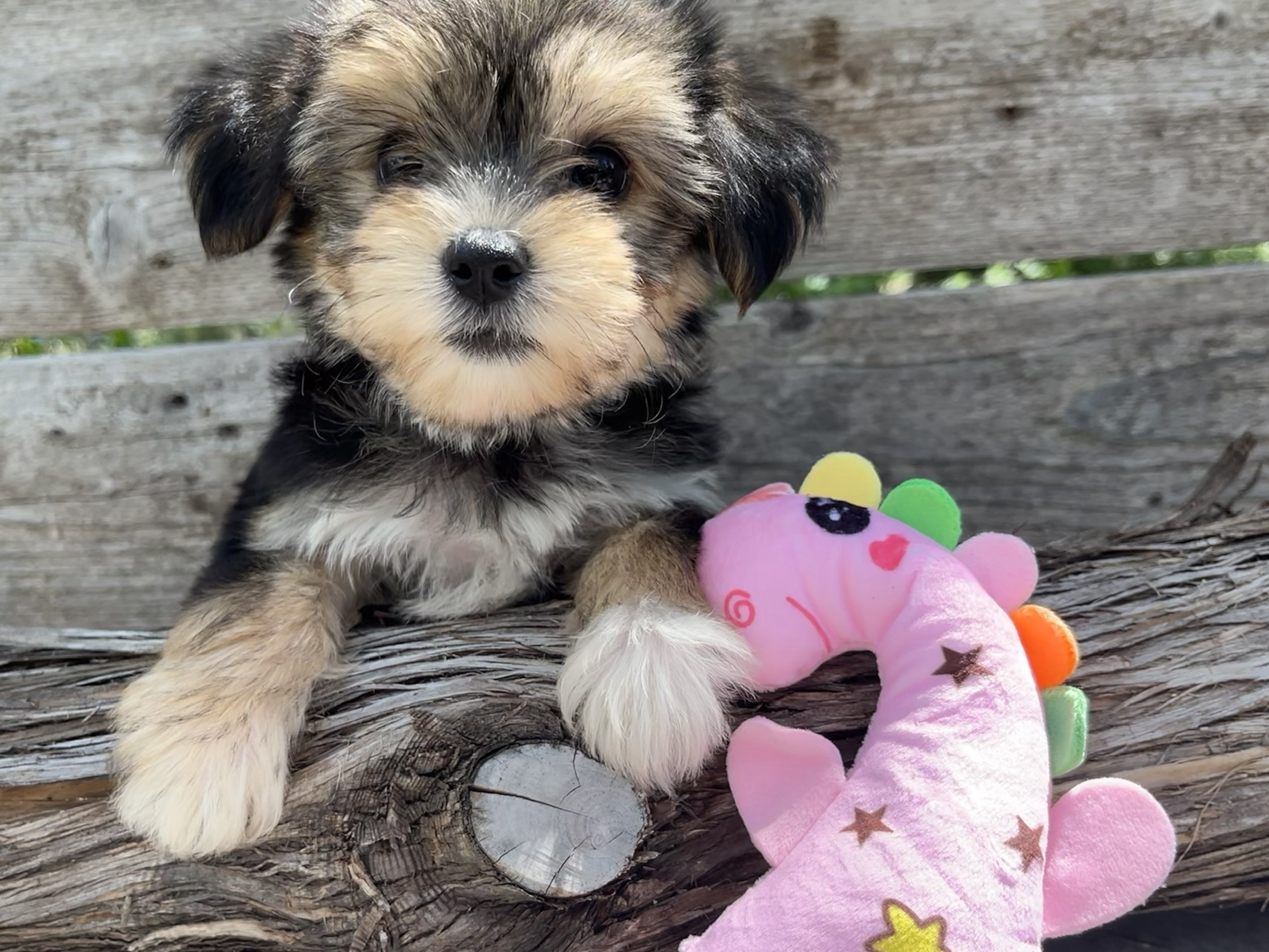 Bubbles – Morkie