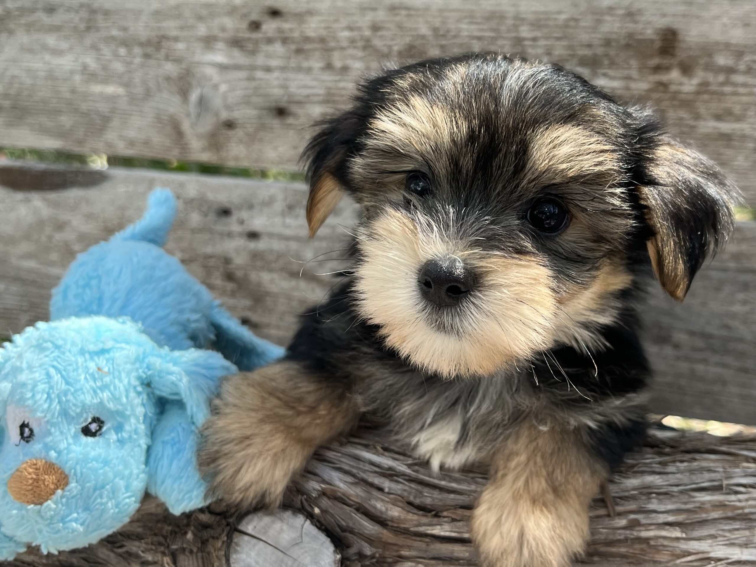 Mr. Friendly – Morkie