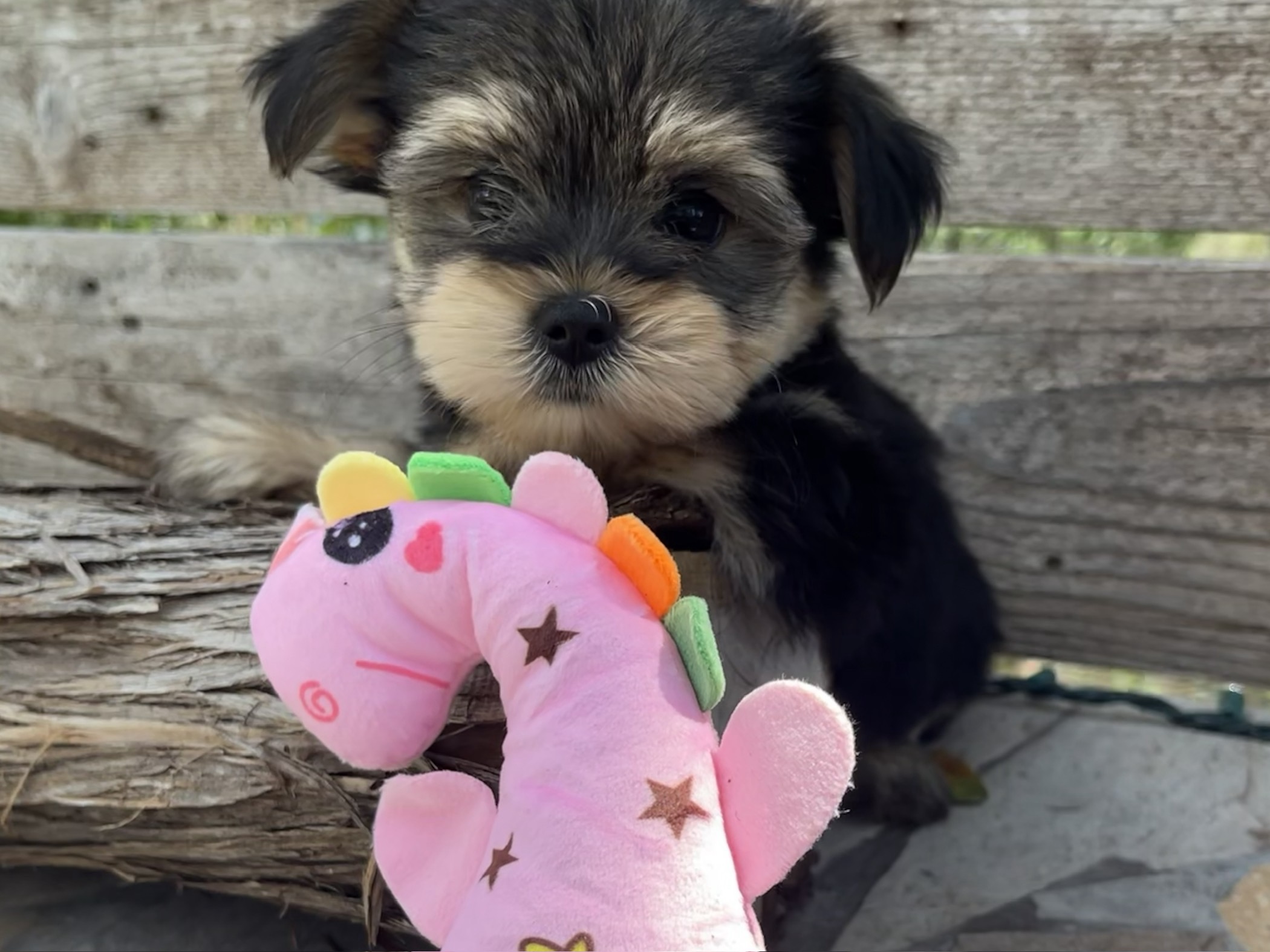 Punkin’ – Morkie