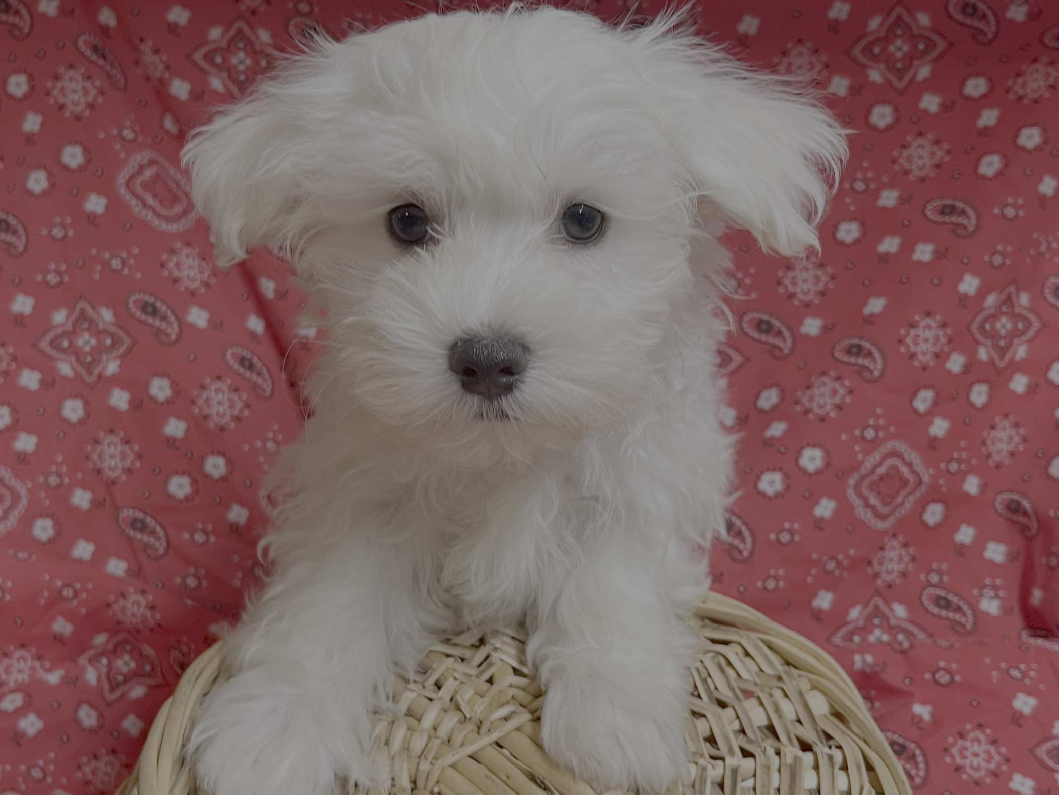 Pongo – Maltese
