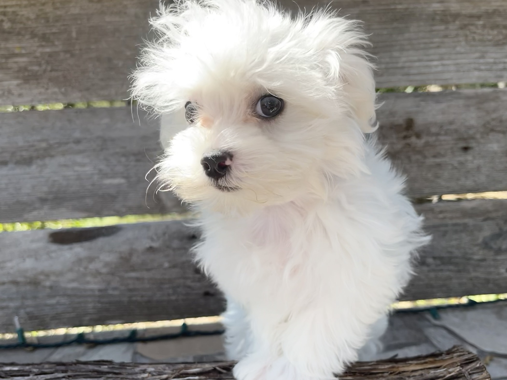 Maltese puppies for sale in Austin Texas