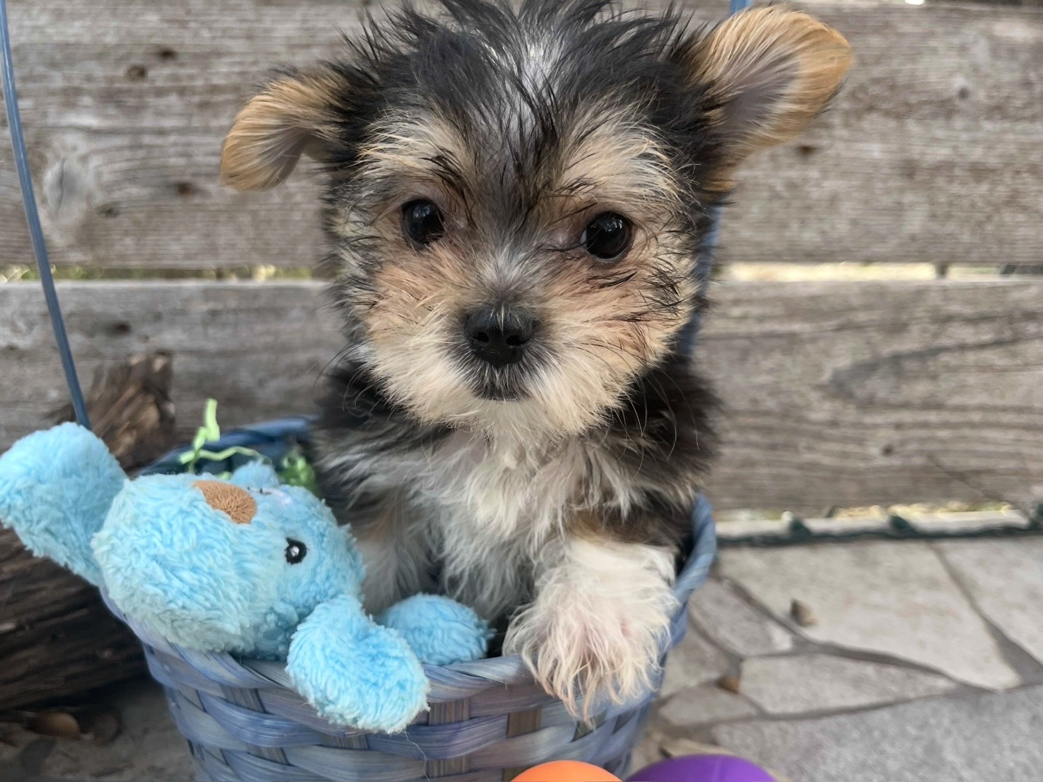 Tiny Morkie puppy for sale in Austin Texas Prettiest Puppies