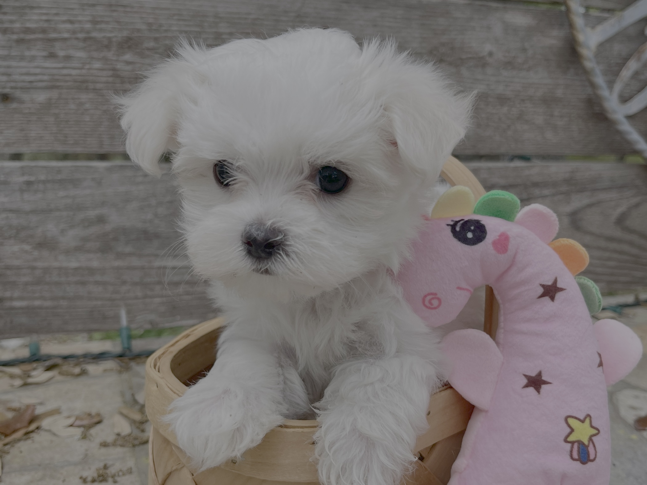 Wendy – Maltese Puppy