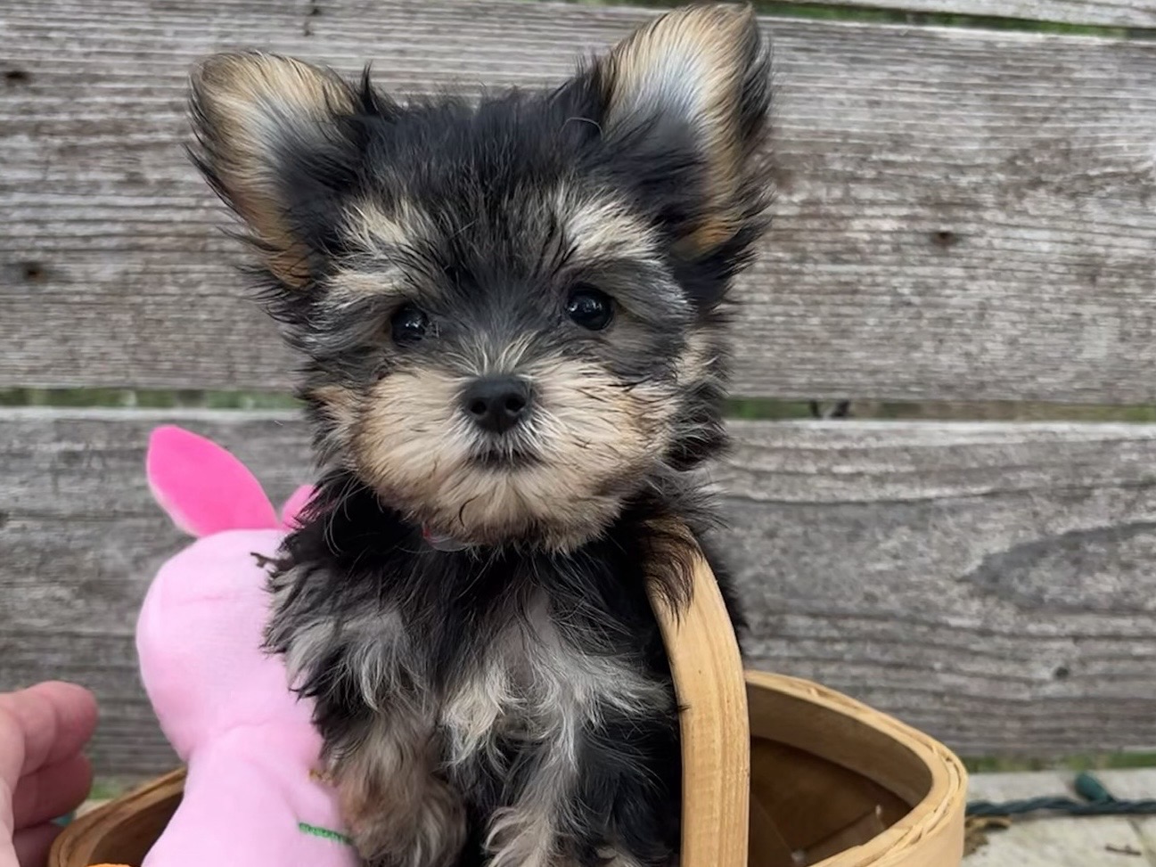 Gidget – Teacup Morkie puppy for sale in Austin Texas
