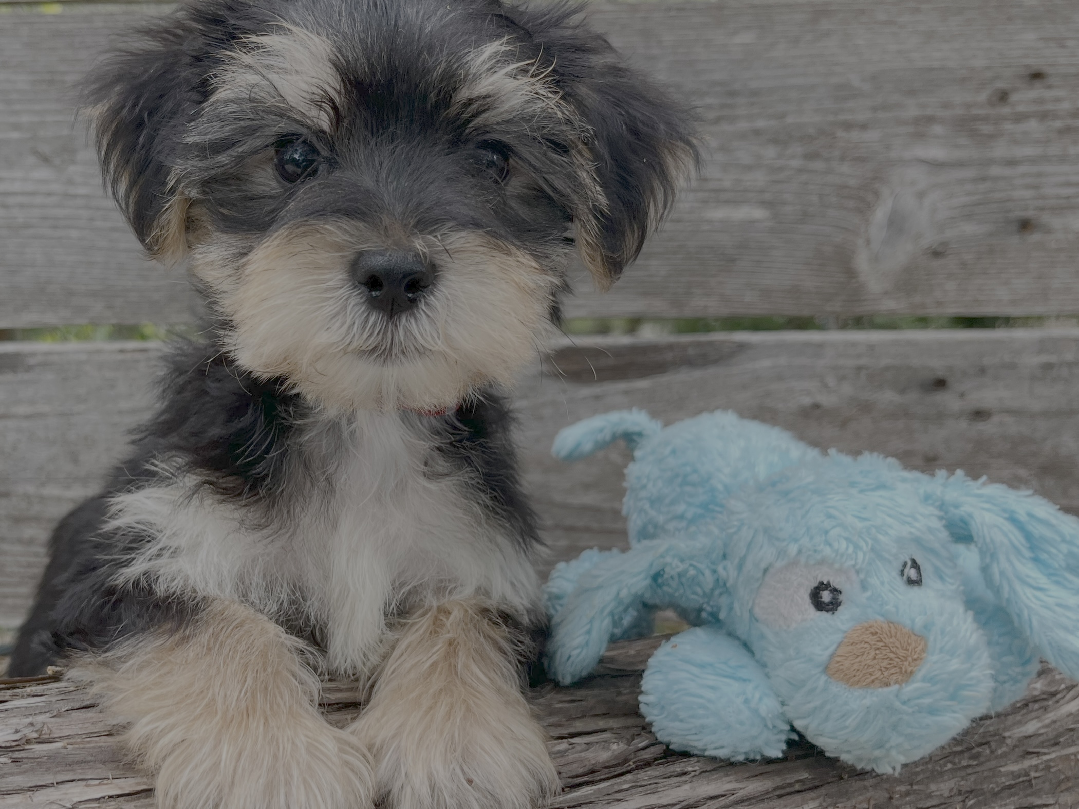 Shih Tzu puppy for sale in Austin, Texas with a cream and gold coat