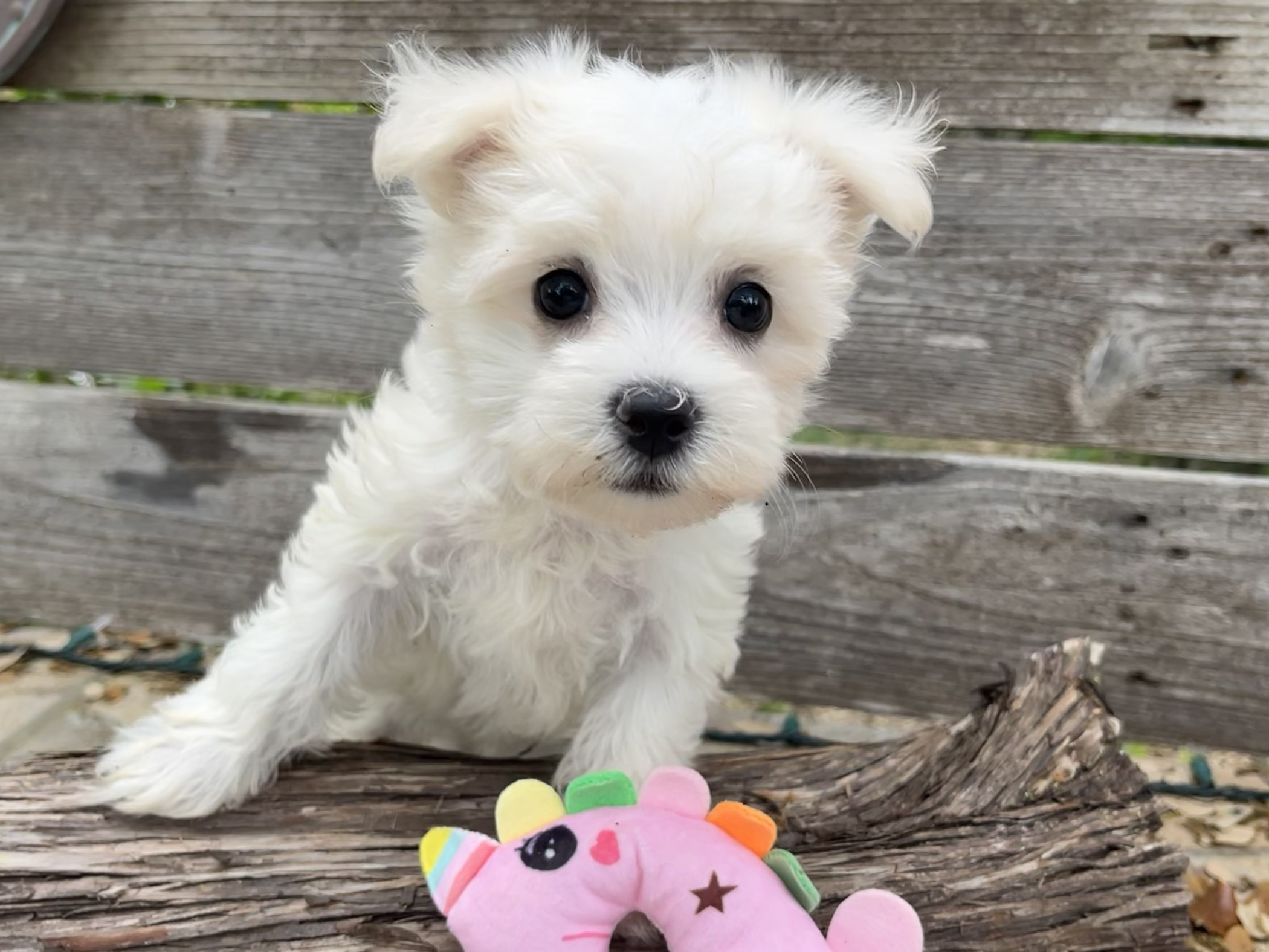 Molly – Maltese Puppy