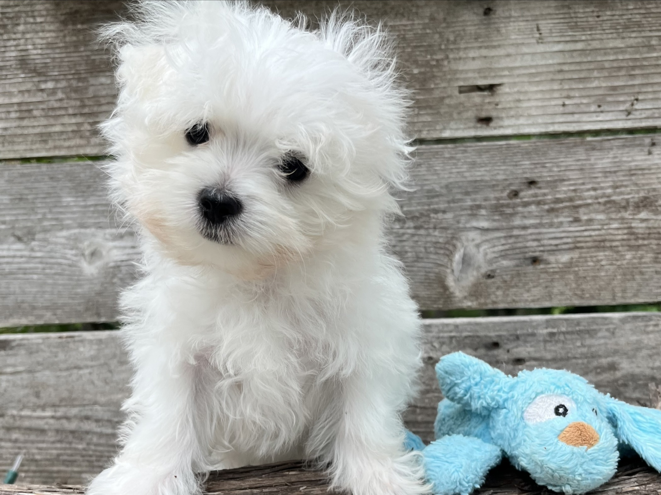 Tofu –  Maltese