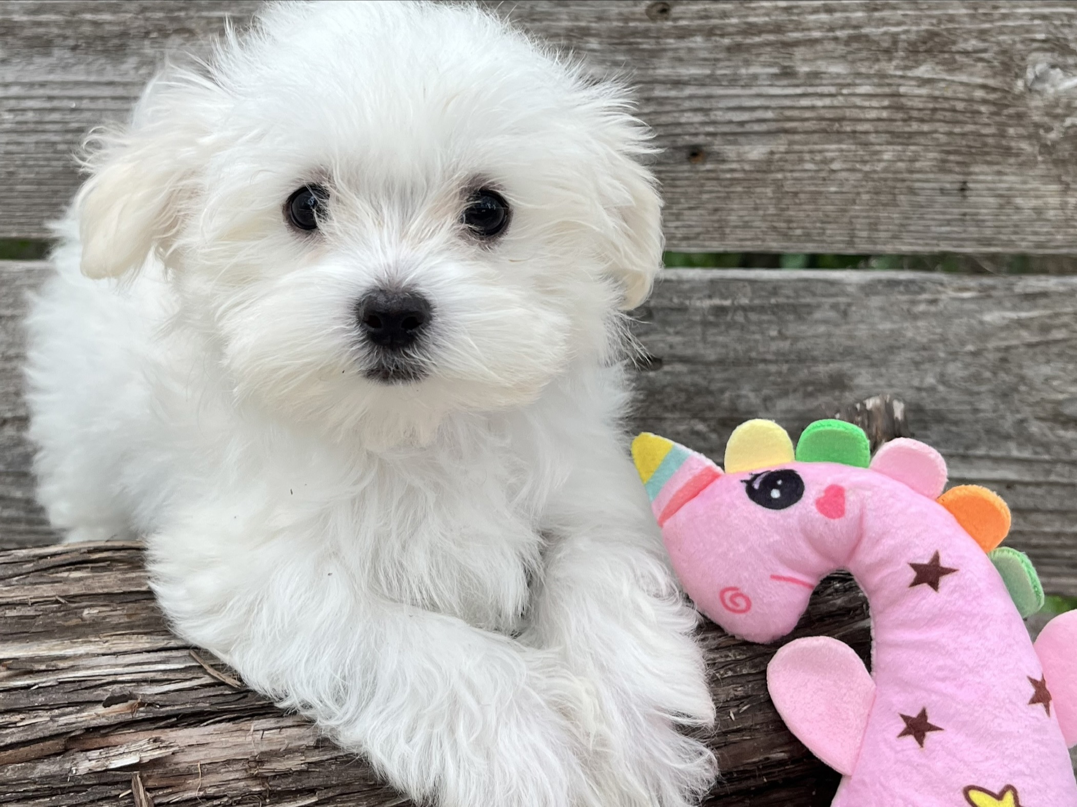 Wendy – Maltese Puppy