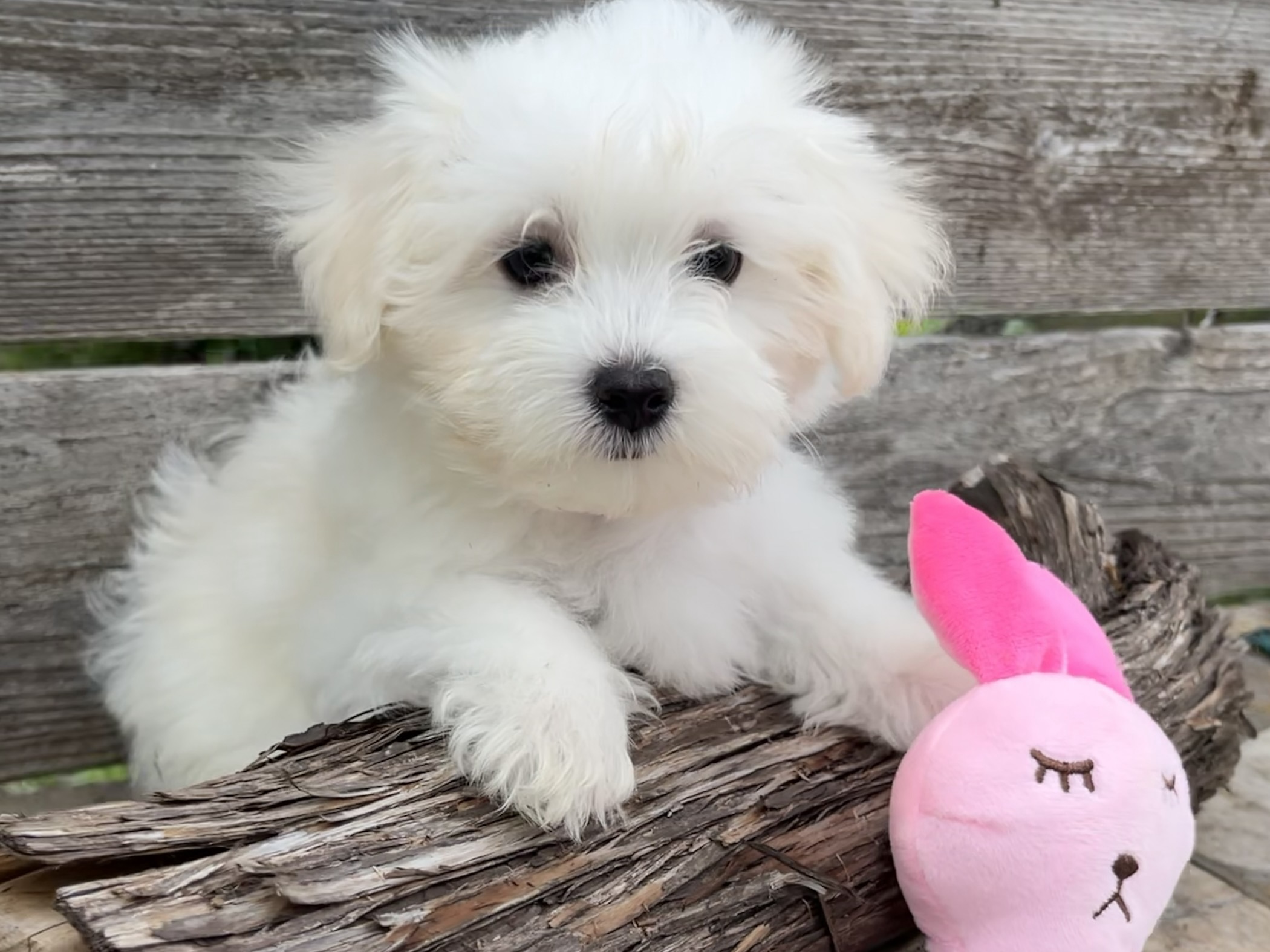 Addie – Maltese Puppy