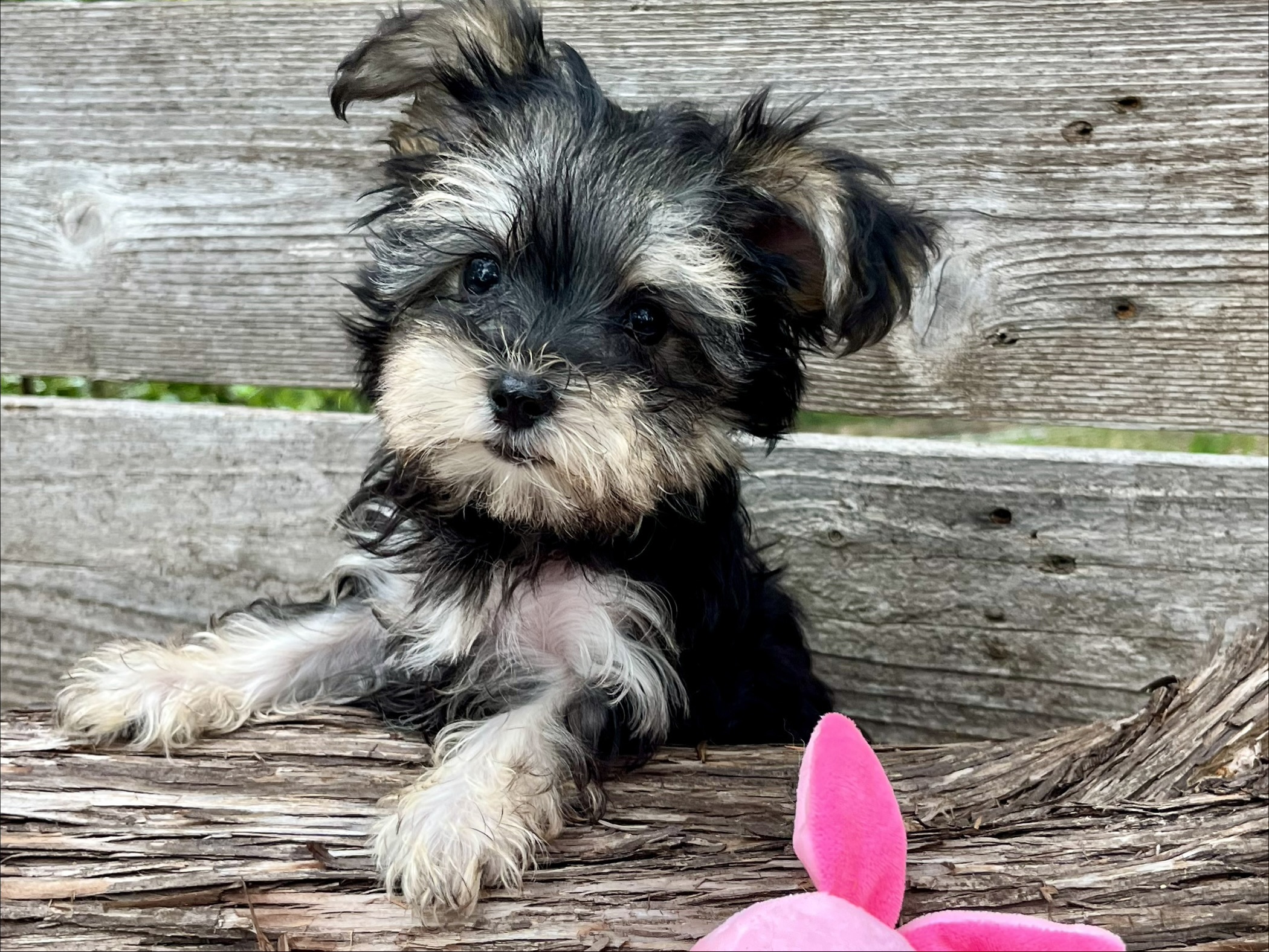 Peaches – Teacup Morkie Puppy