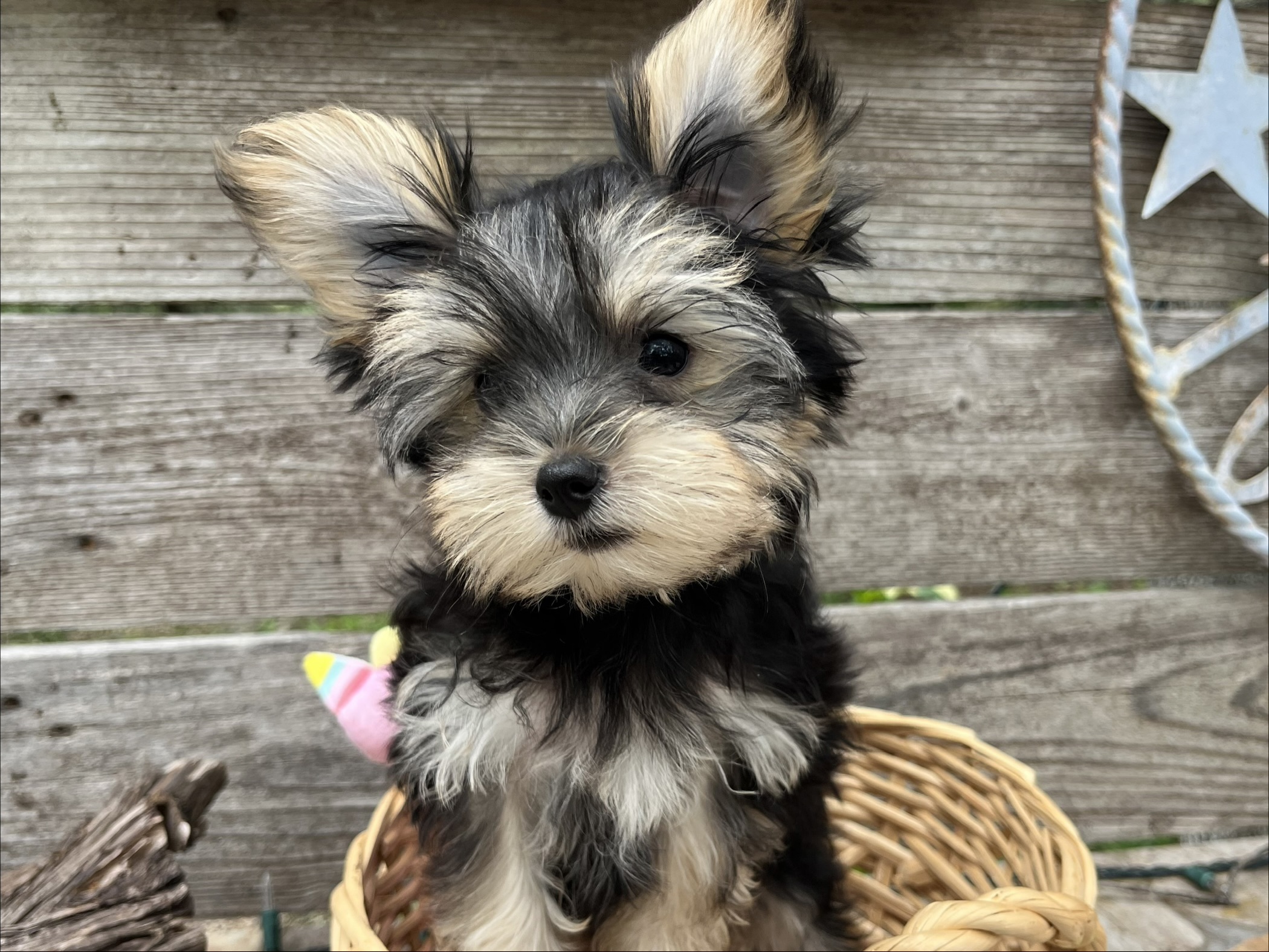 Coco – Teacup Morkie Puppy