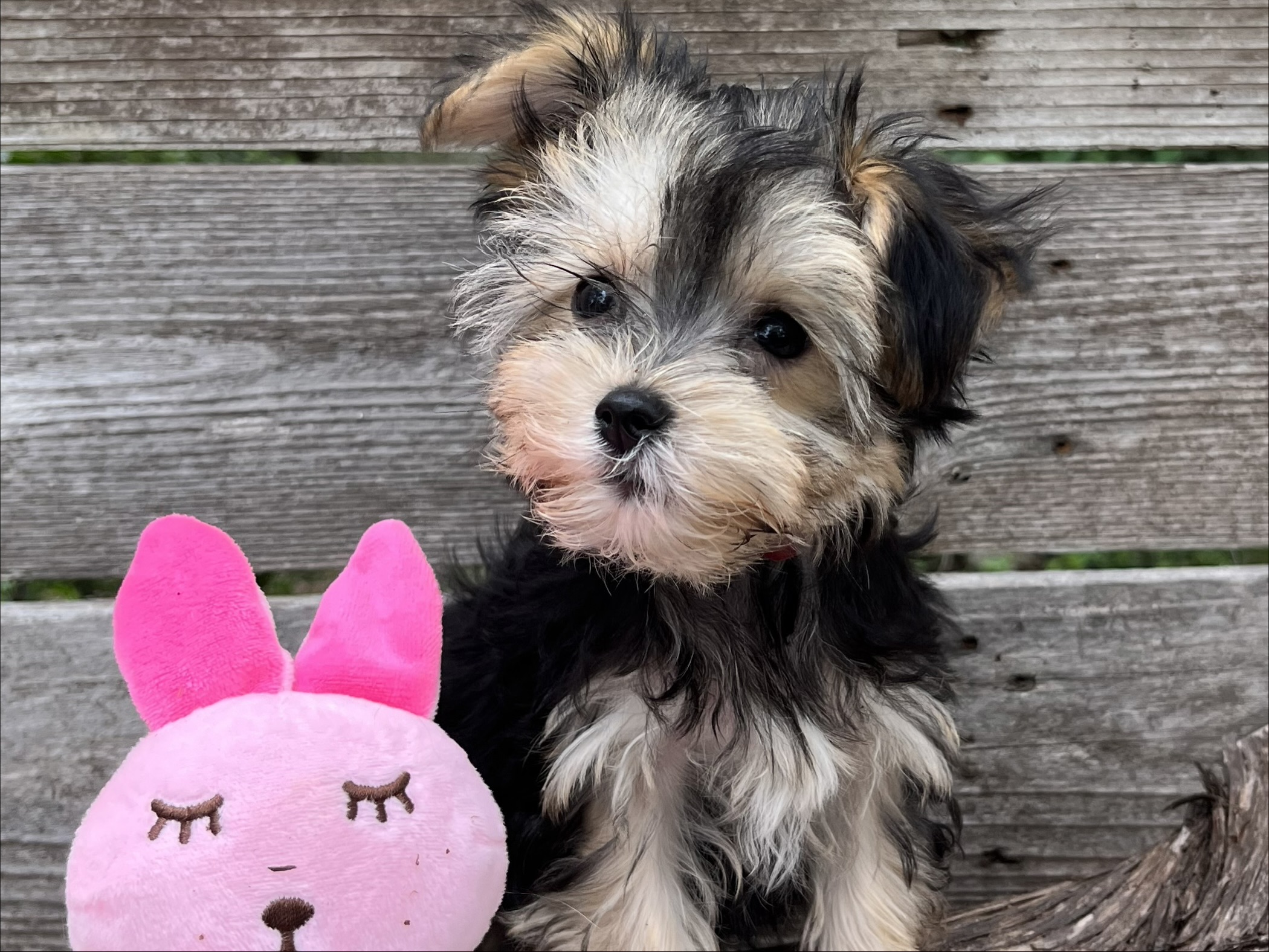 Gidget – Teacup Morkie Puppy