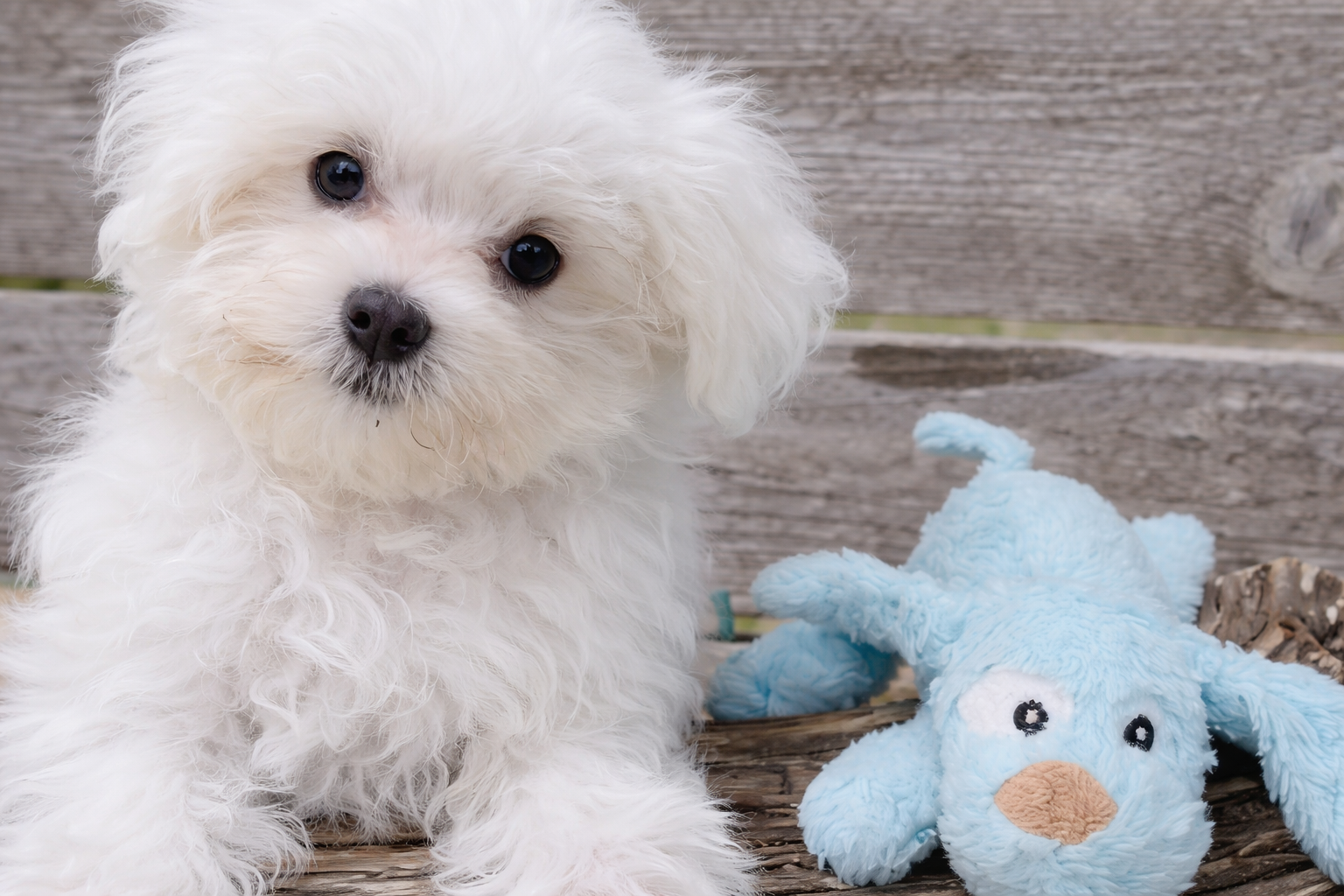 Champ – Maltese Puppy