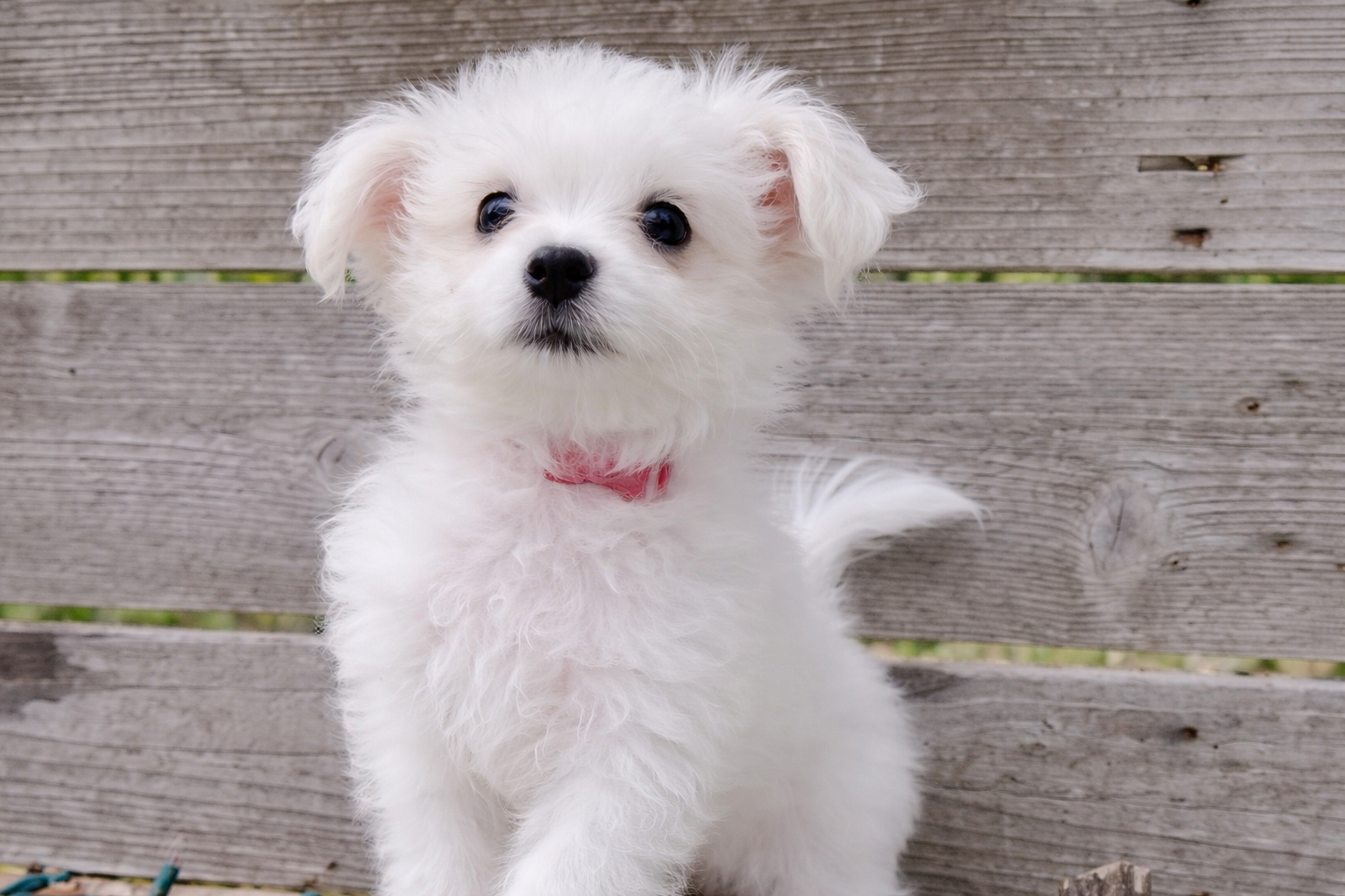 Maltese puppy named Oliver for sale in Austin, Texas