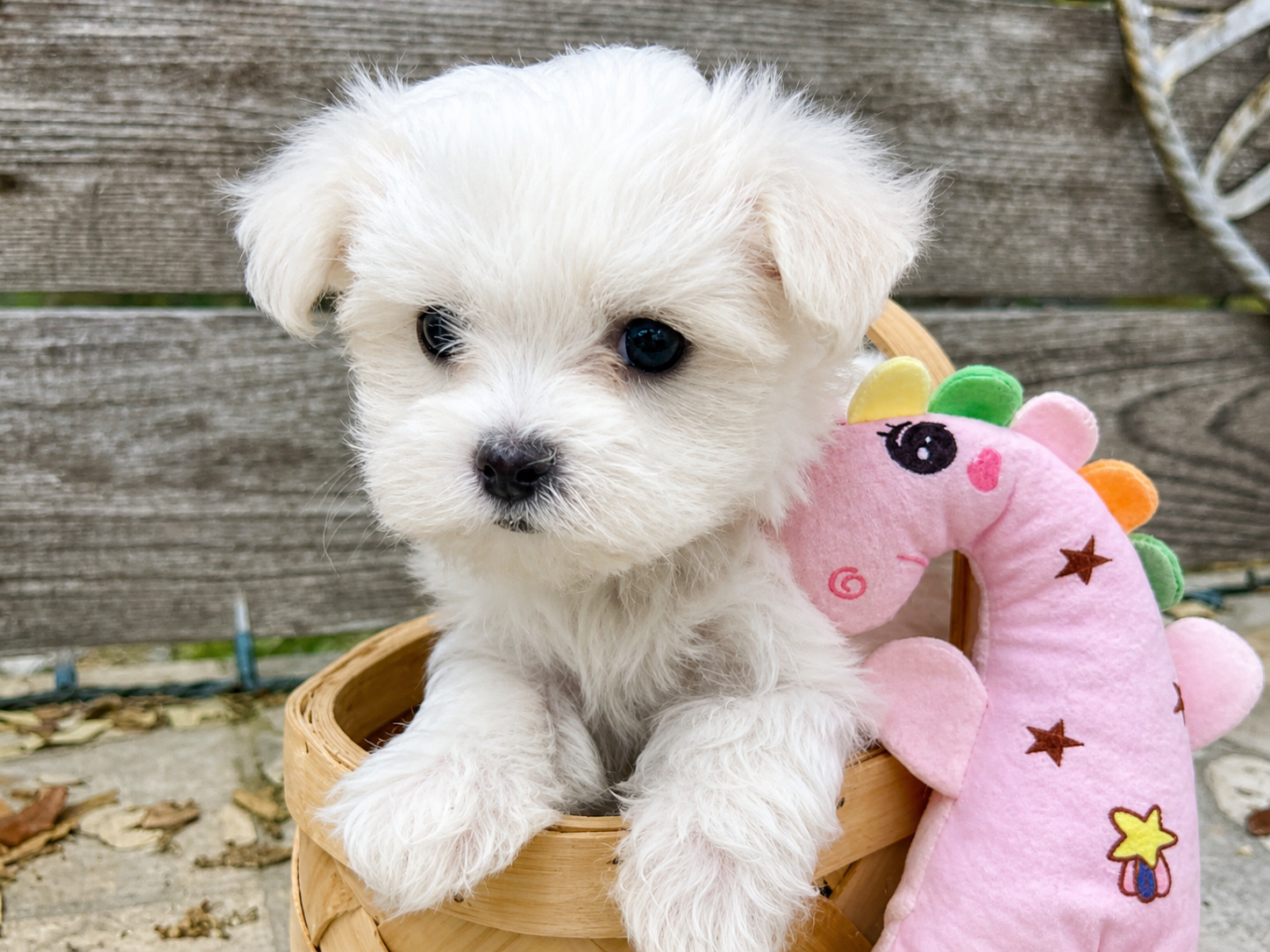 Wendy – Maltese Puppy