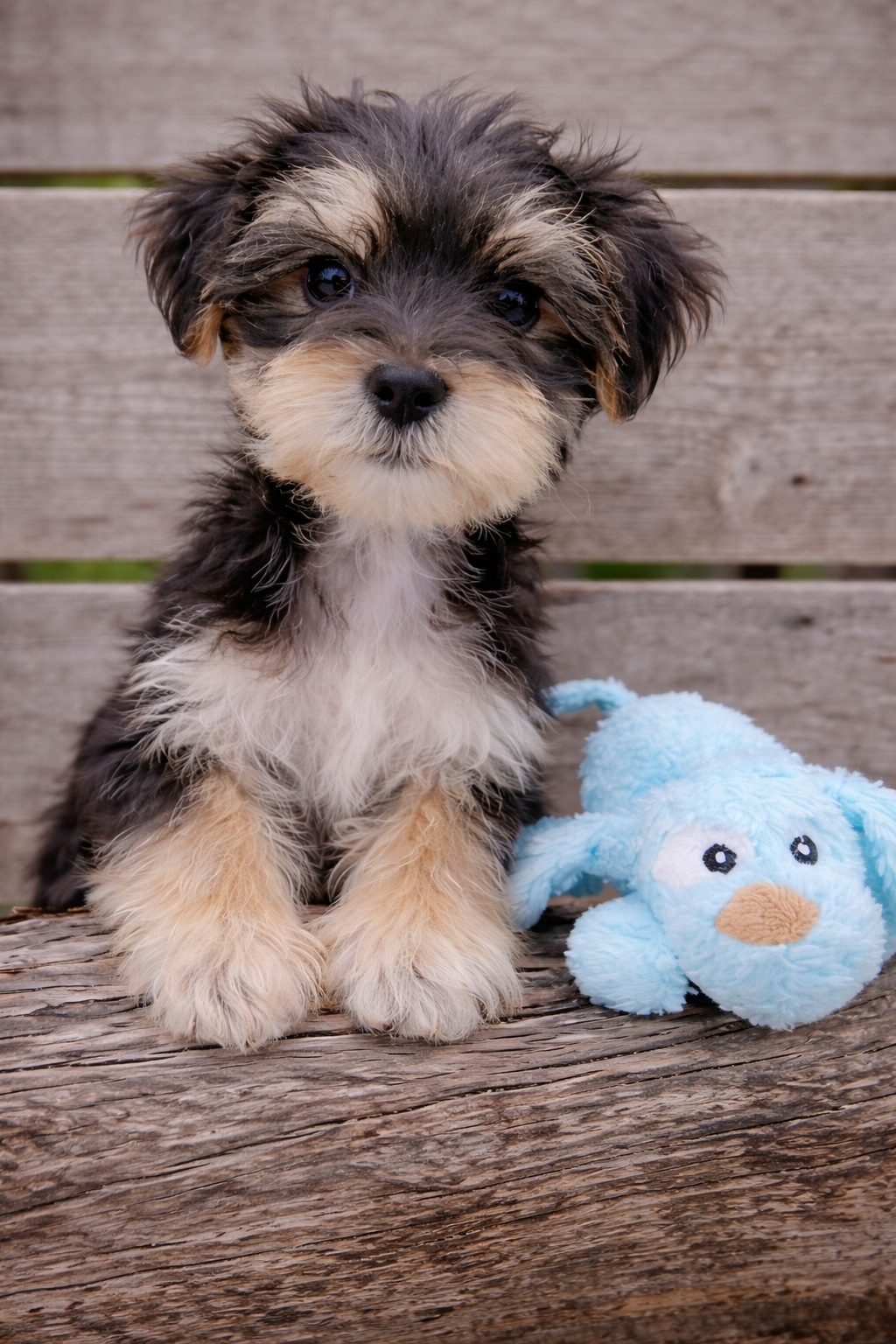 Maltese Yorkshire Terrier puppy from a trusted breeder in Austin, Texas sitting with a blue plush toy on a rustic wooden bench |Prettiest Puppies Austin Texas breeder