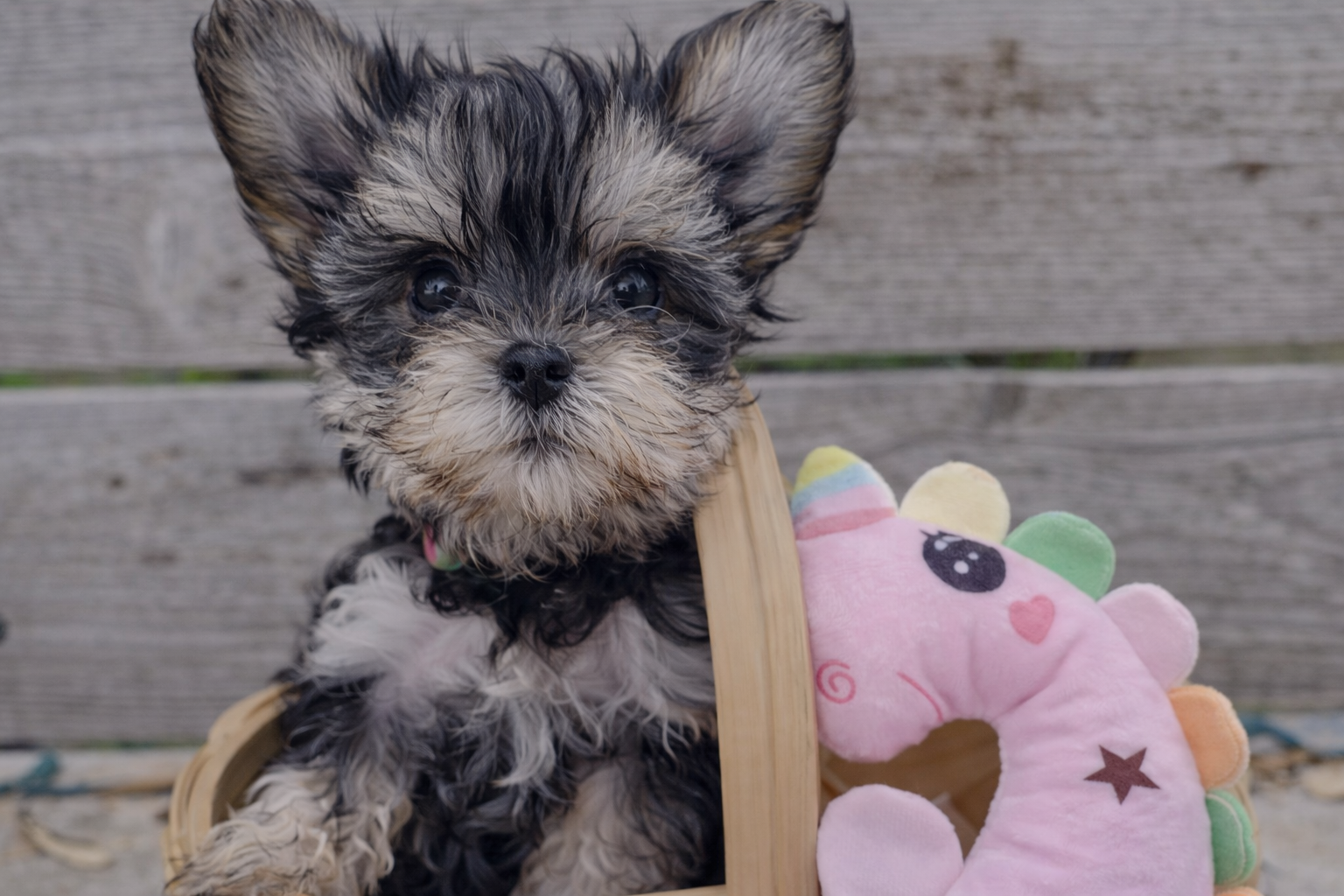 Peaches – Teacup Morkie puppy for sale in Austin Texas