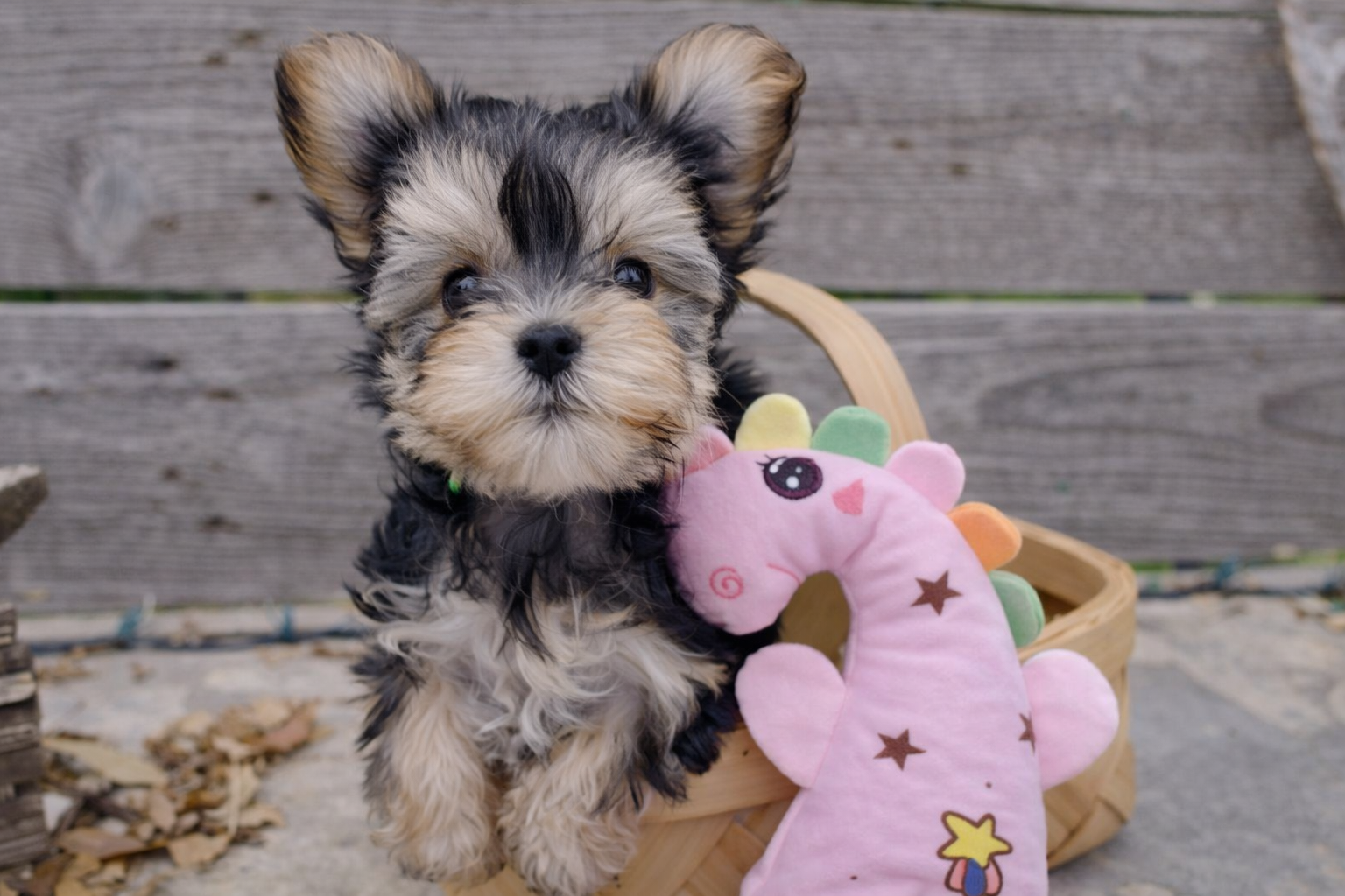 Coco – Teacup Morkie puppy for sale in Austin Texas