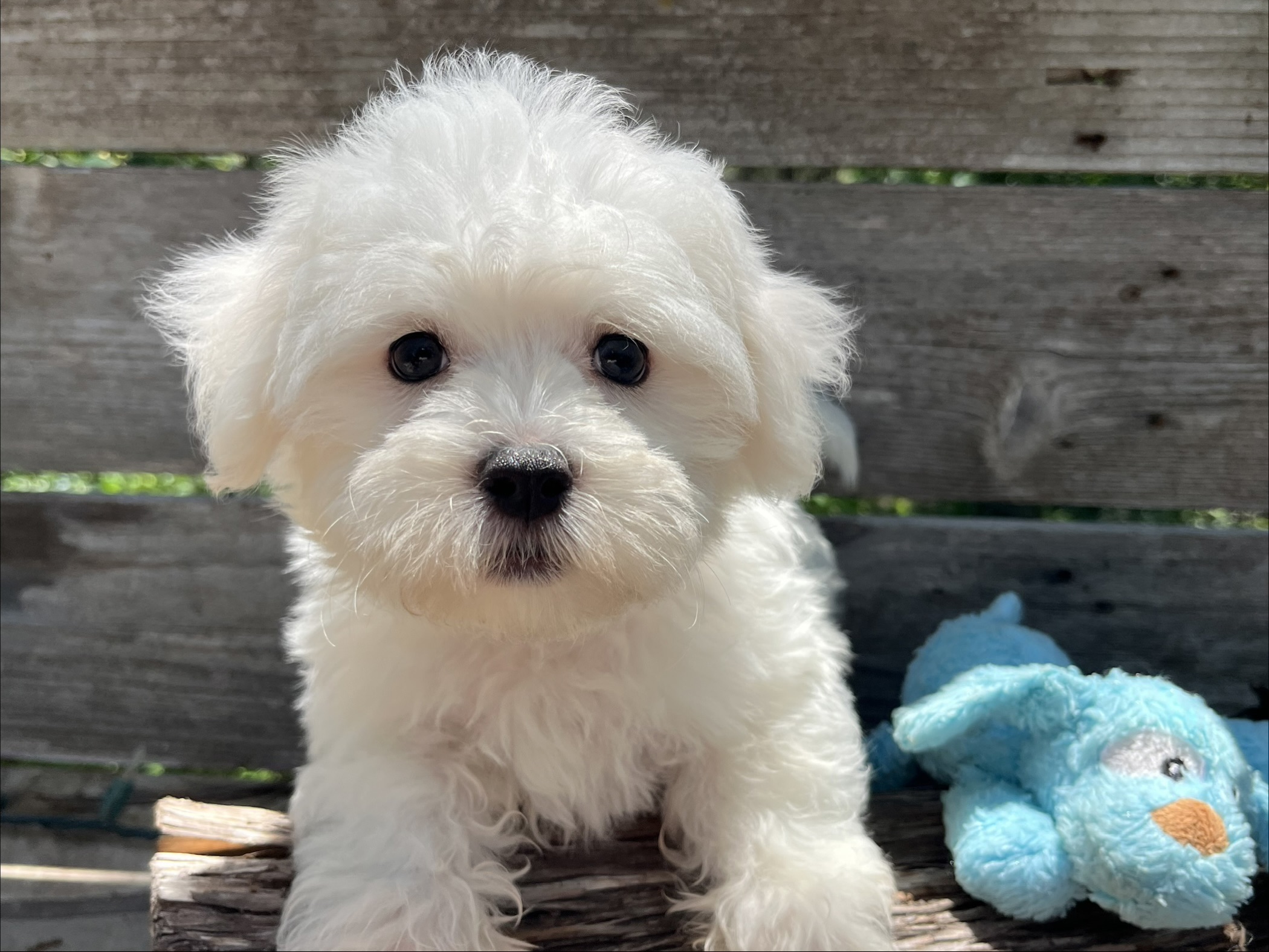 Beau – Maltese Puppy