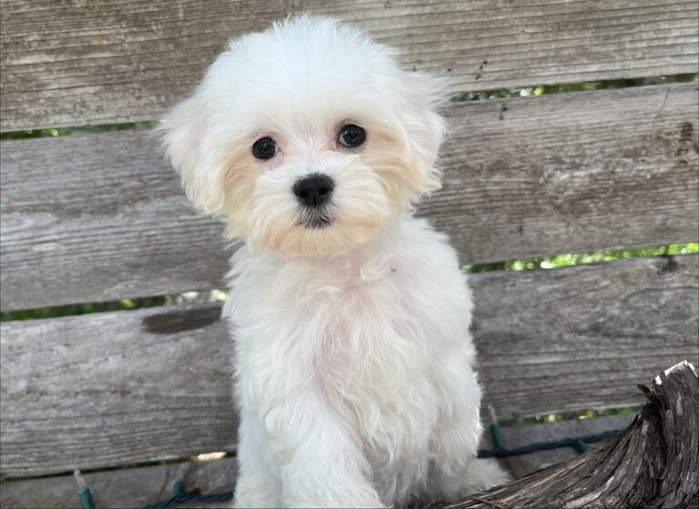 Charlotte – Maltese Puppy - Maltese puppy for sale near Cedar Park TX for Austin area families looking for available puppies