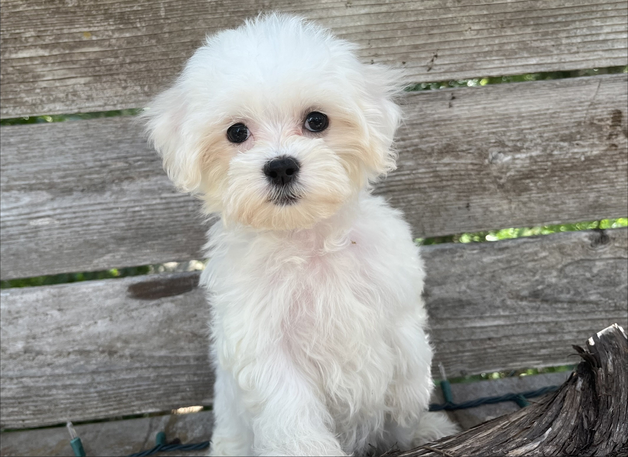 Charlotte – Maltese Puppy