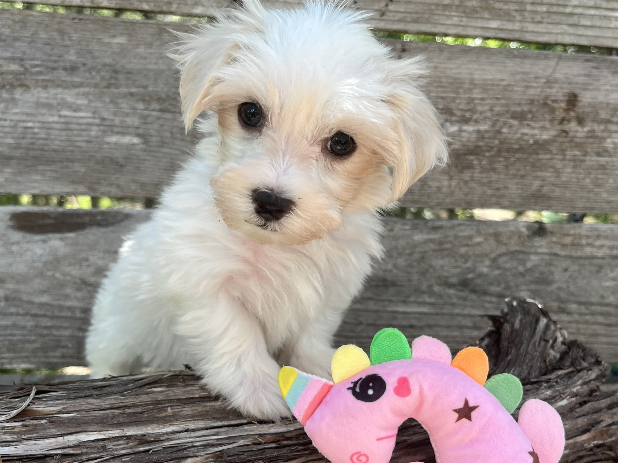 Tipper – Maltese Puppy