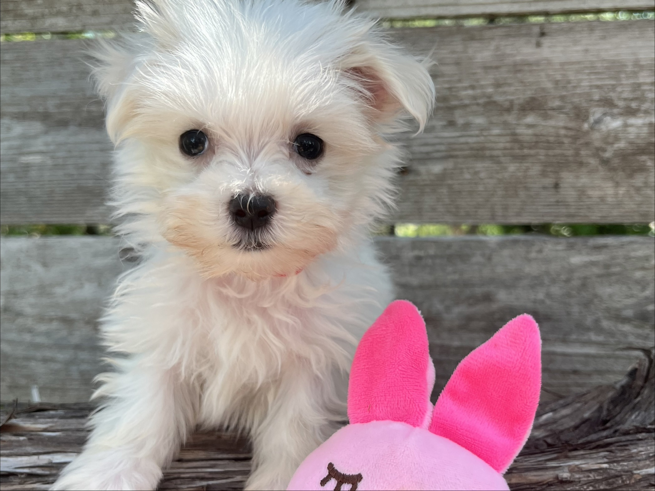 Teensie – Teacup Maltese Puppy