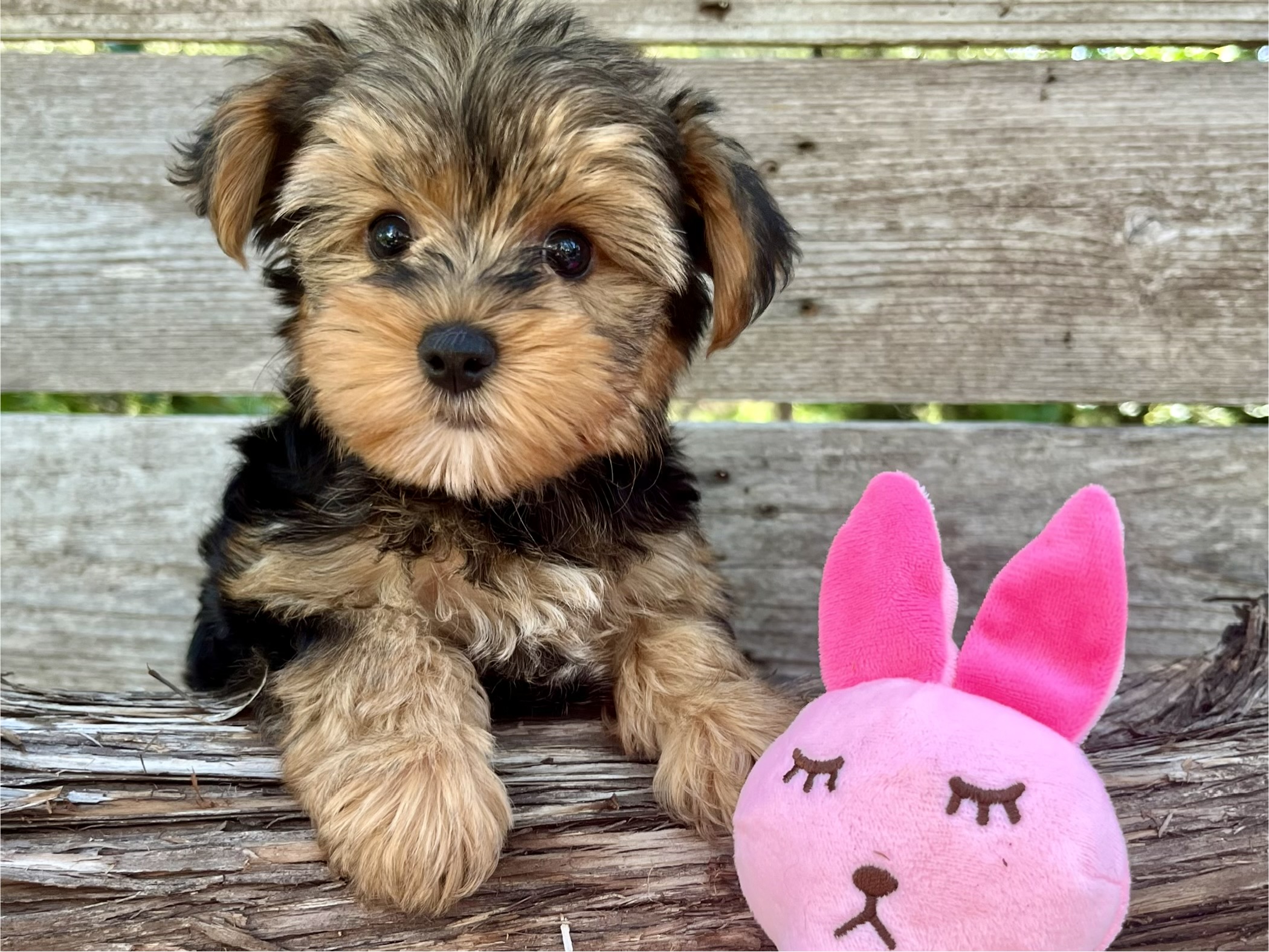 Cricket – Yorkie Puppy