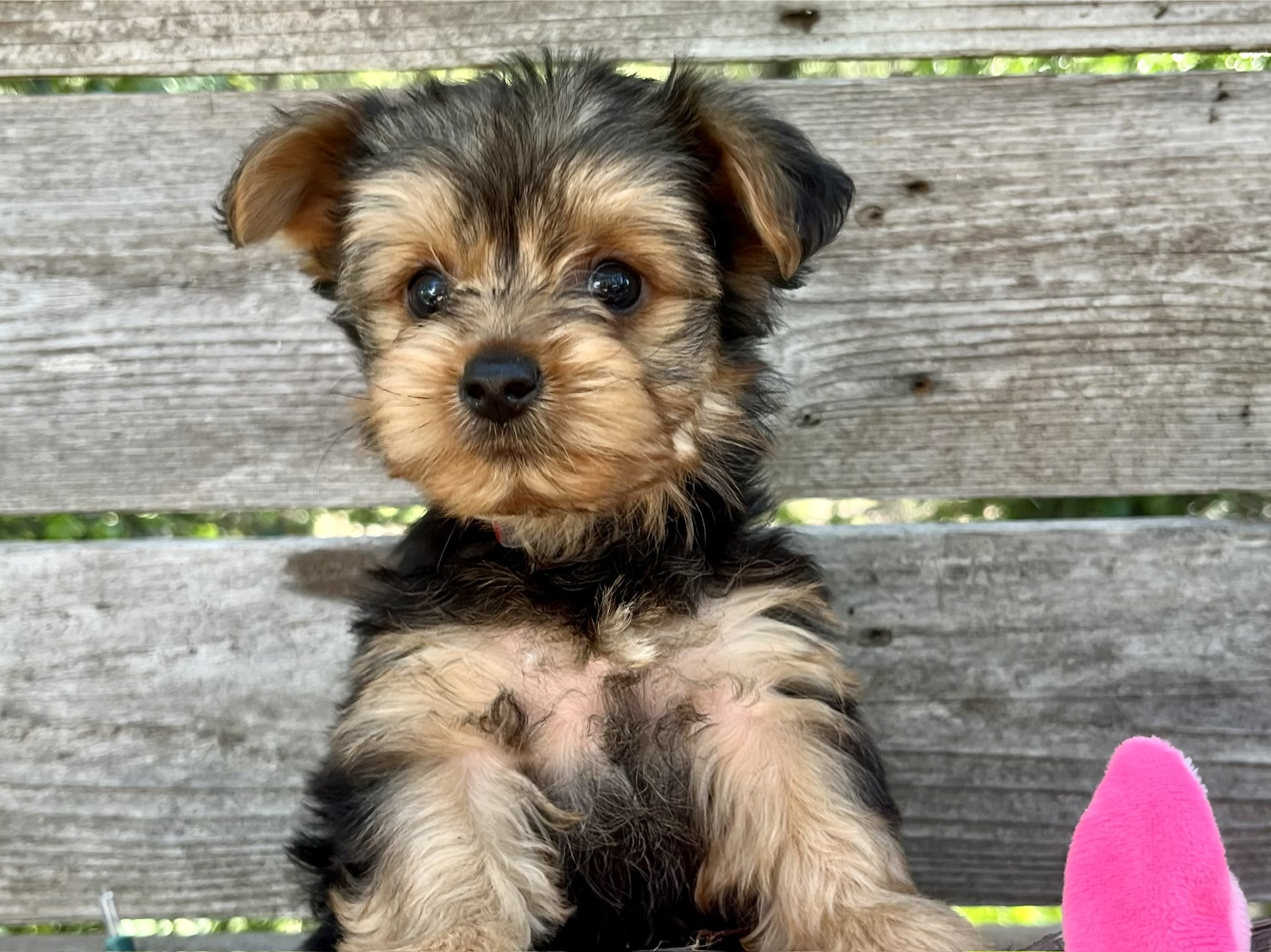 Sweetie – Yorkie Puppy