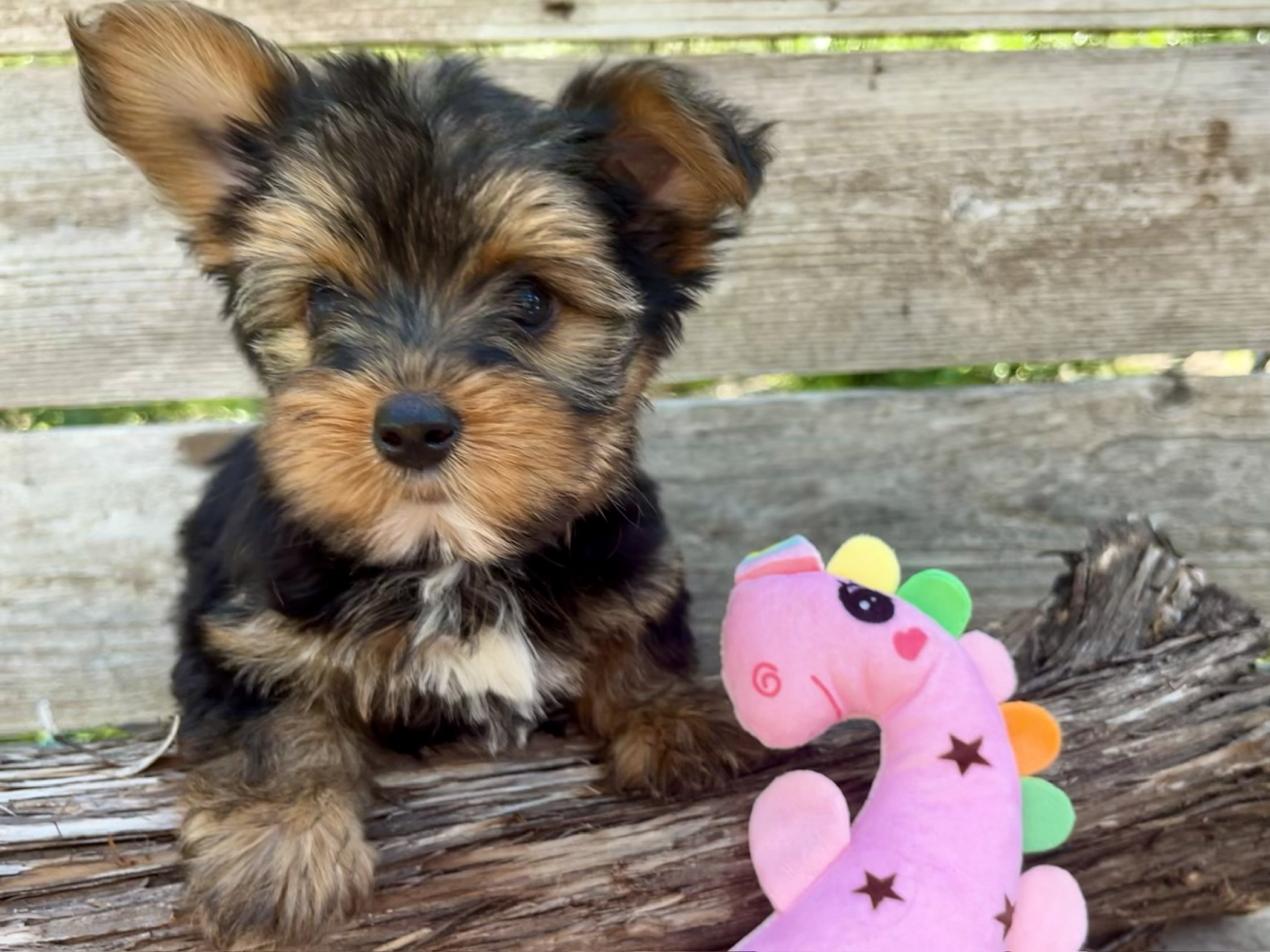 Yorkie puppy for sale in Austin Texas at Prettiest Puppies