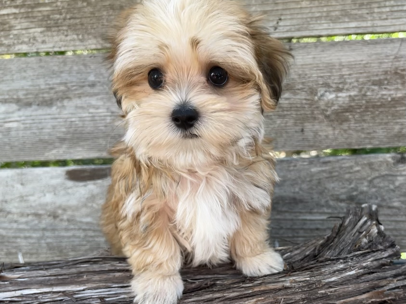 Buddy – Morkie Puppy
