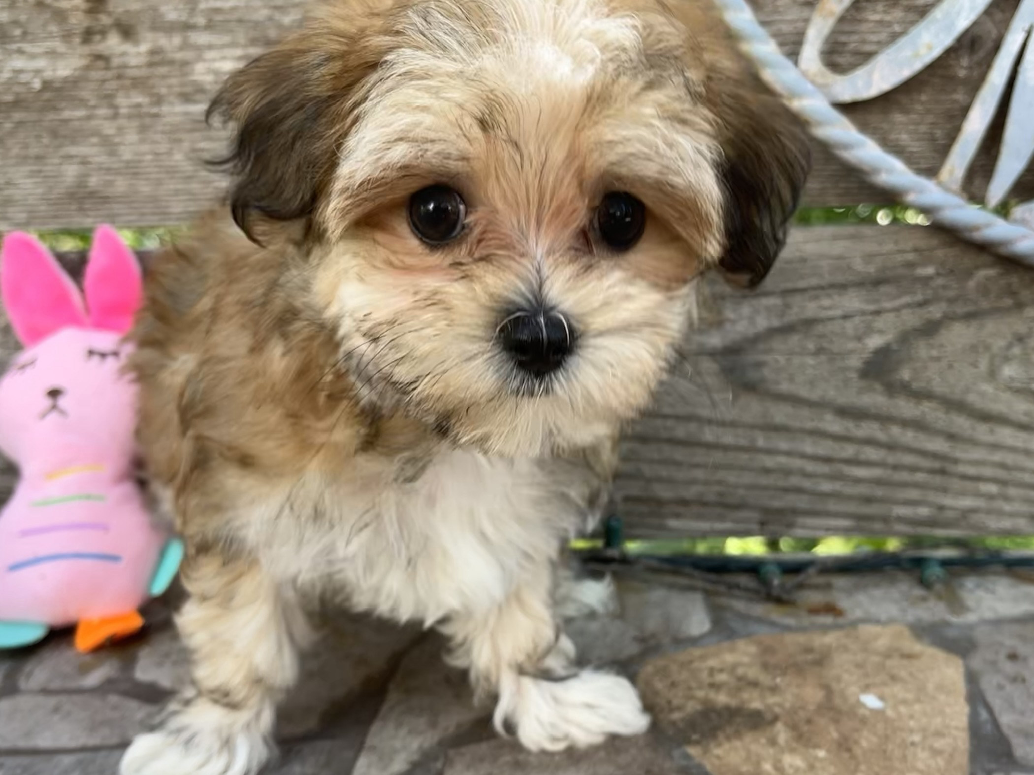 Ginger – Morkie Puppy