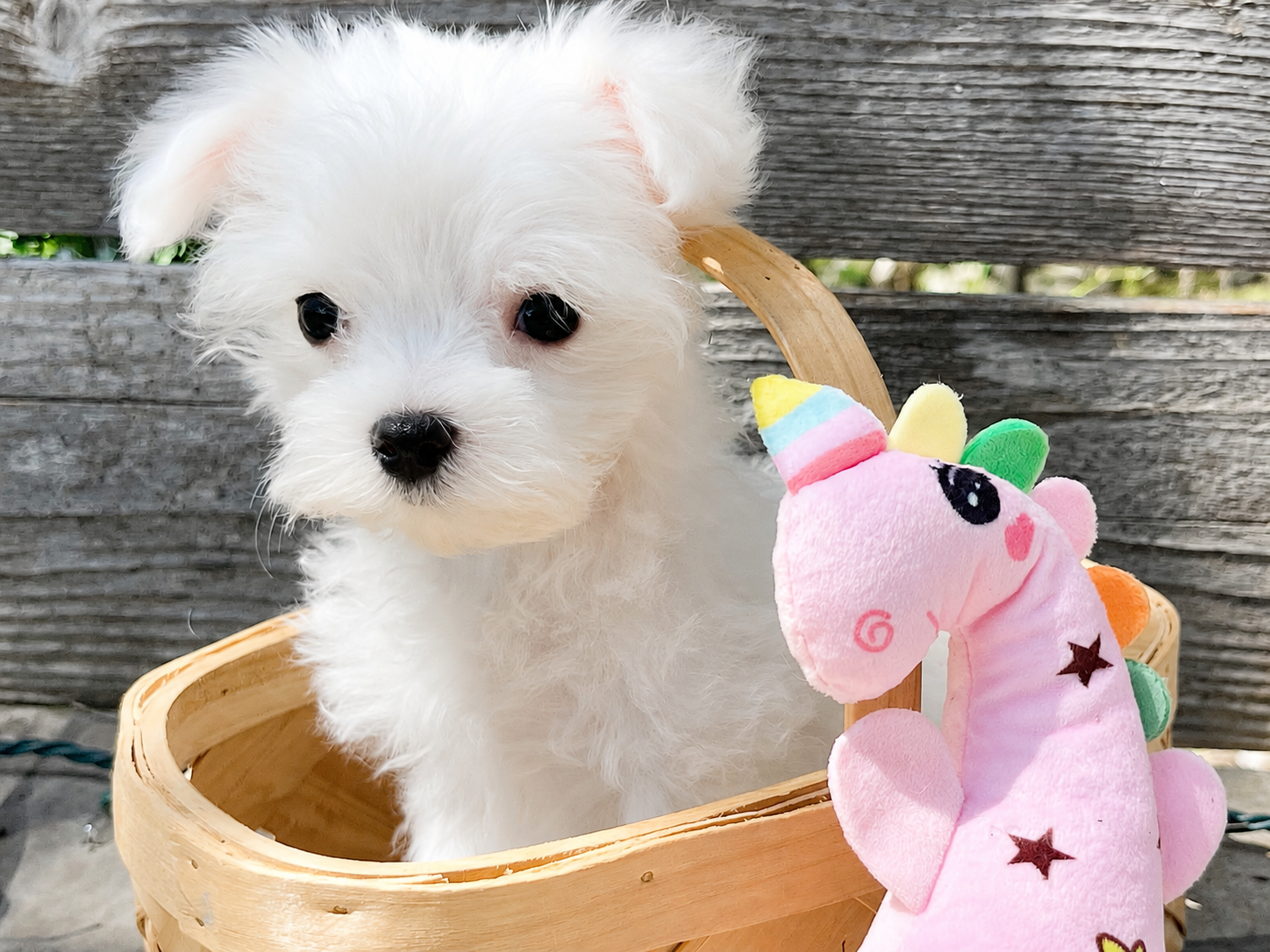 Teacup Maltese puppy for sale in Austin, TX for Austin area families looking for Maltese puppies