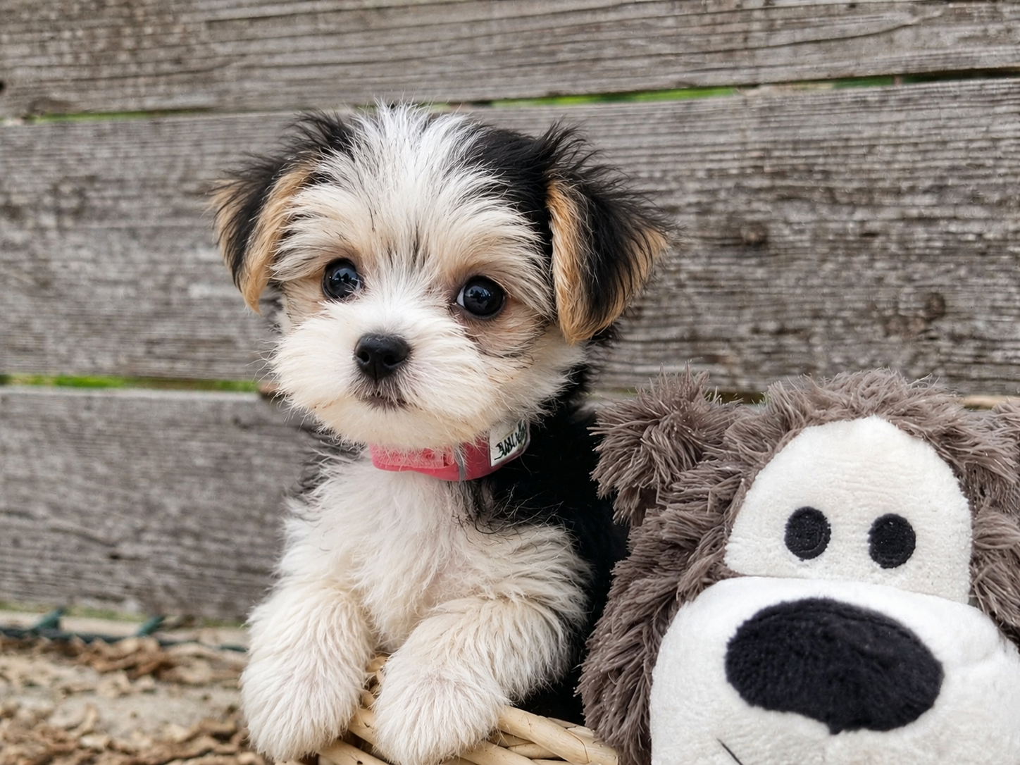 Teacup Morkie puppy for sale in Austin, TX for Austin area buyers searching for Morkie puppies