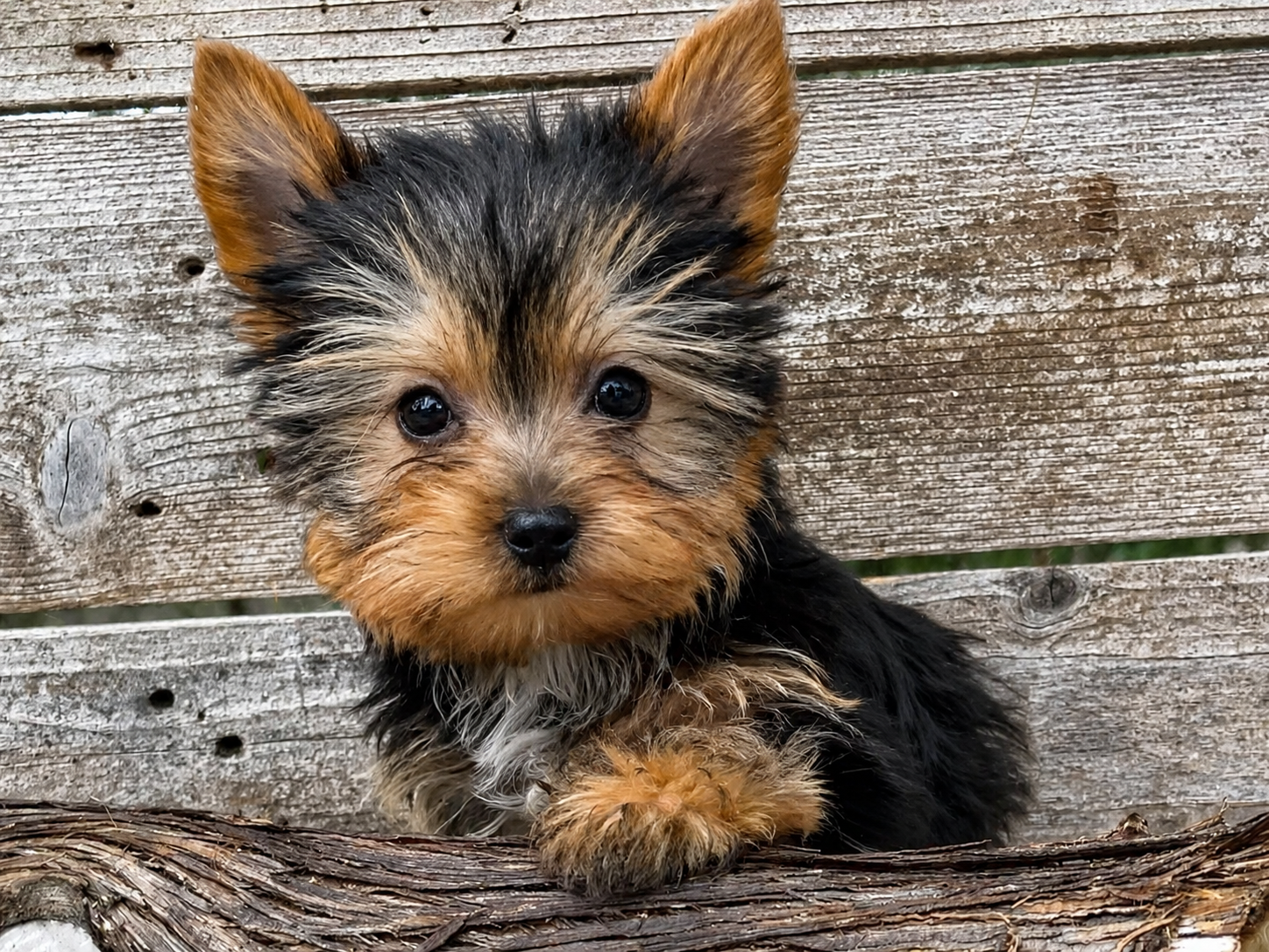 Teacup Yorkie puppy for sale in Austin, TX for Austin area families looking for Yorkie puppies